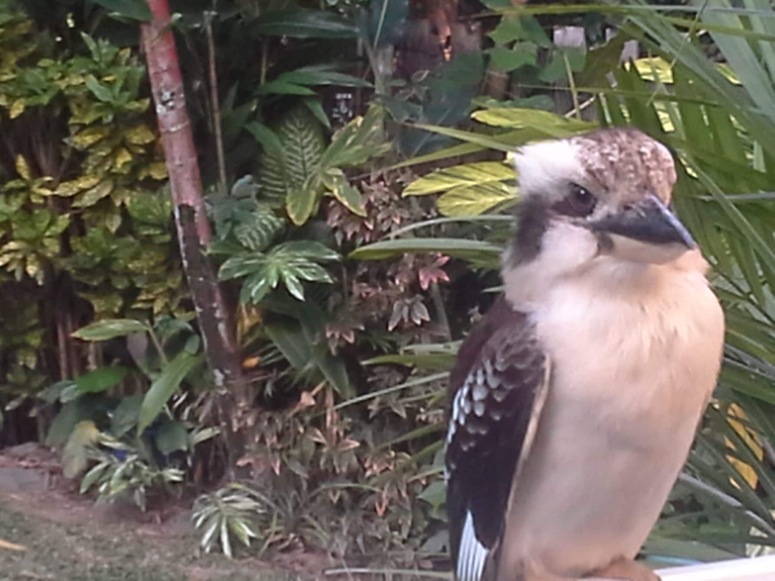 Tranquil Bush Setting