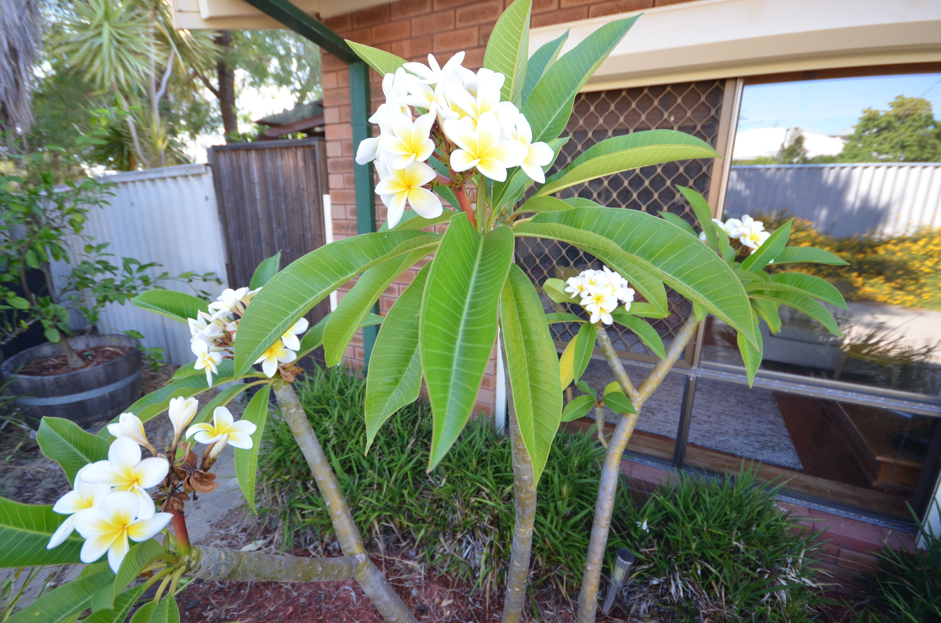 Peace and Tranquility at the Hidden Courtyard