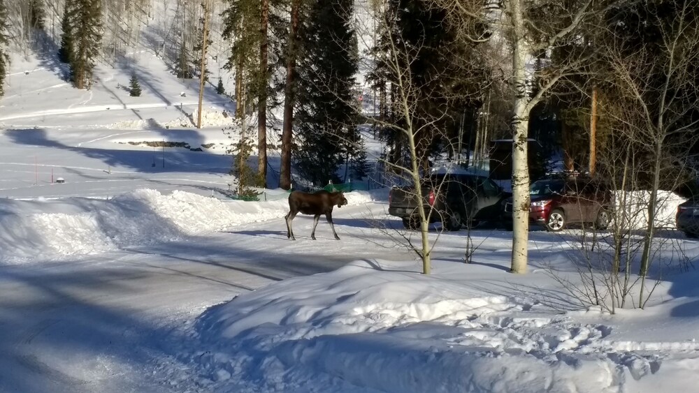 Winter Park 2 bdrm, Beautifully Updated, Walk2town, Summer Getaway!