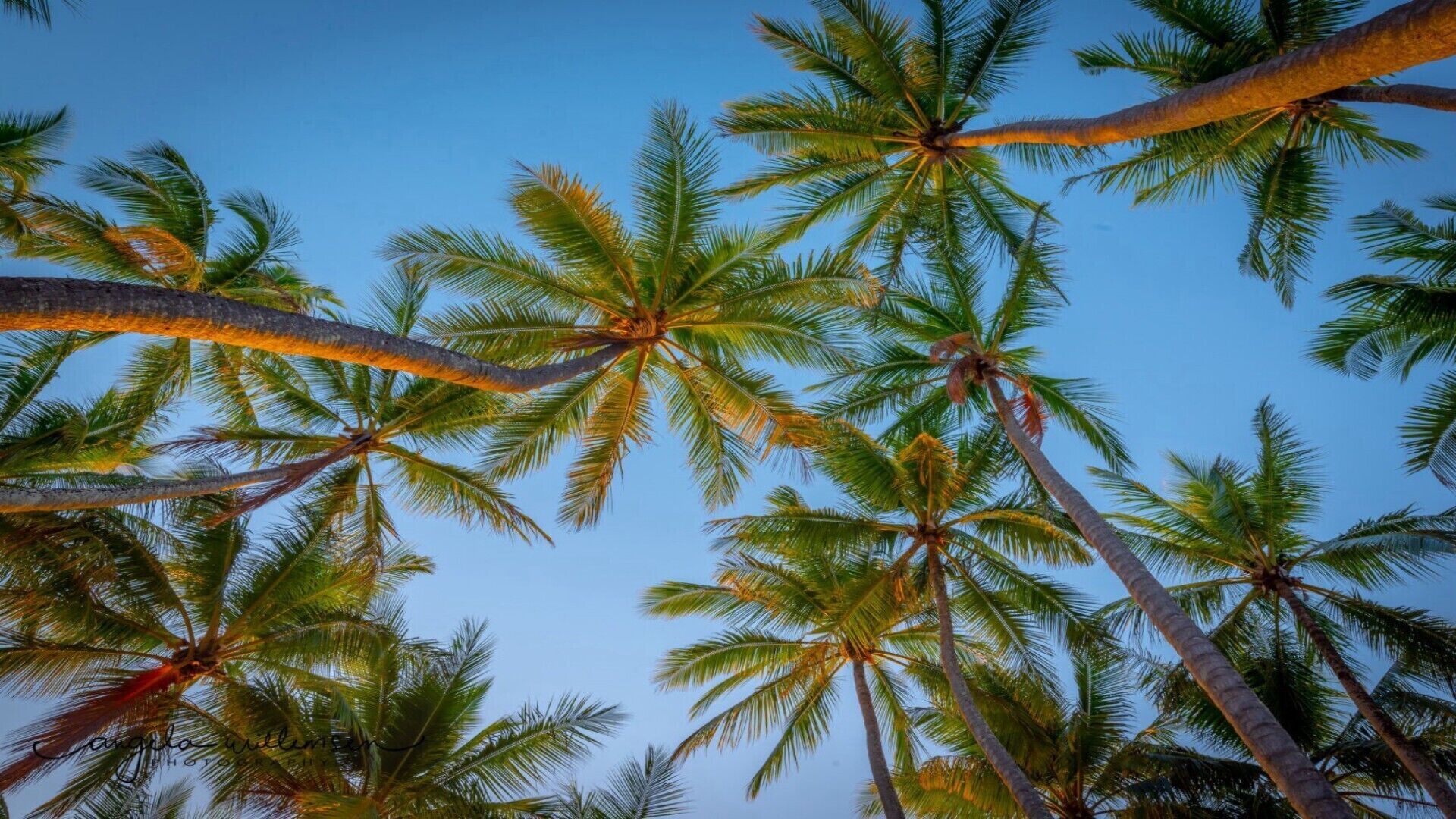 MUNBILLA@BUCHANS POINT PALM COVE