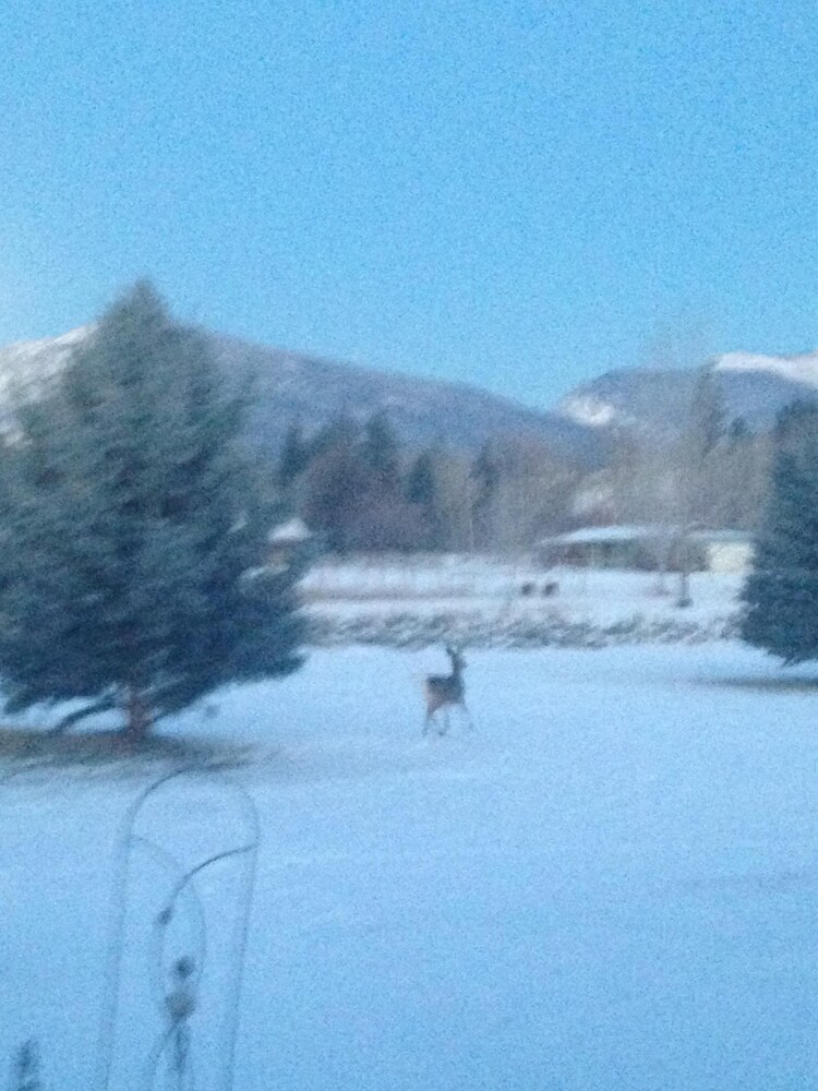 Wildlife Habitat on 32 Acres in Western Montana