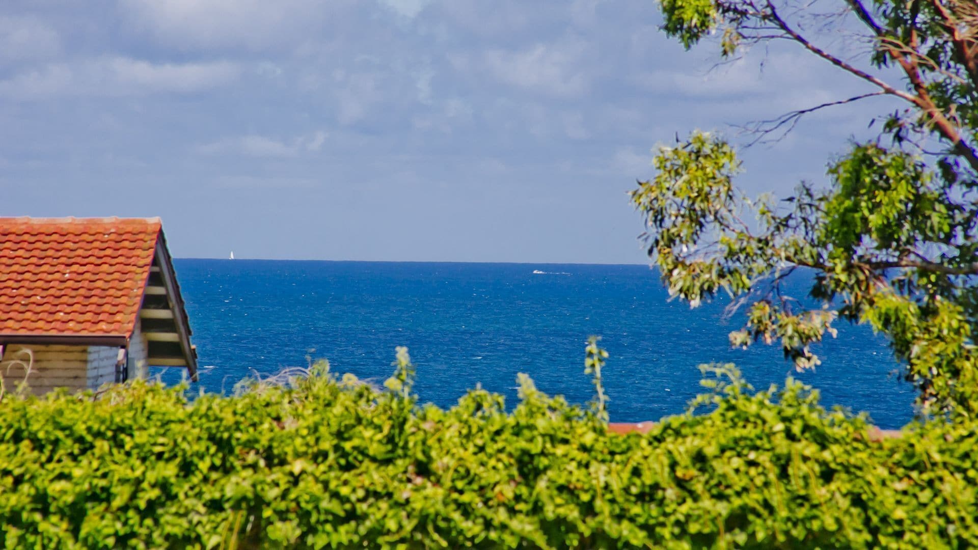 Scarborough's Gaddodi