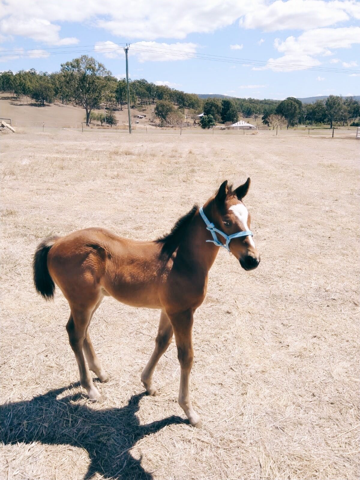 Freedom Farm - 200 Acres, Beautiful Scenic Rim