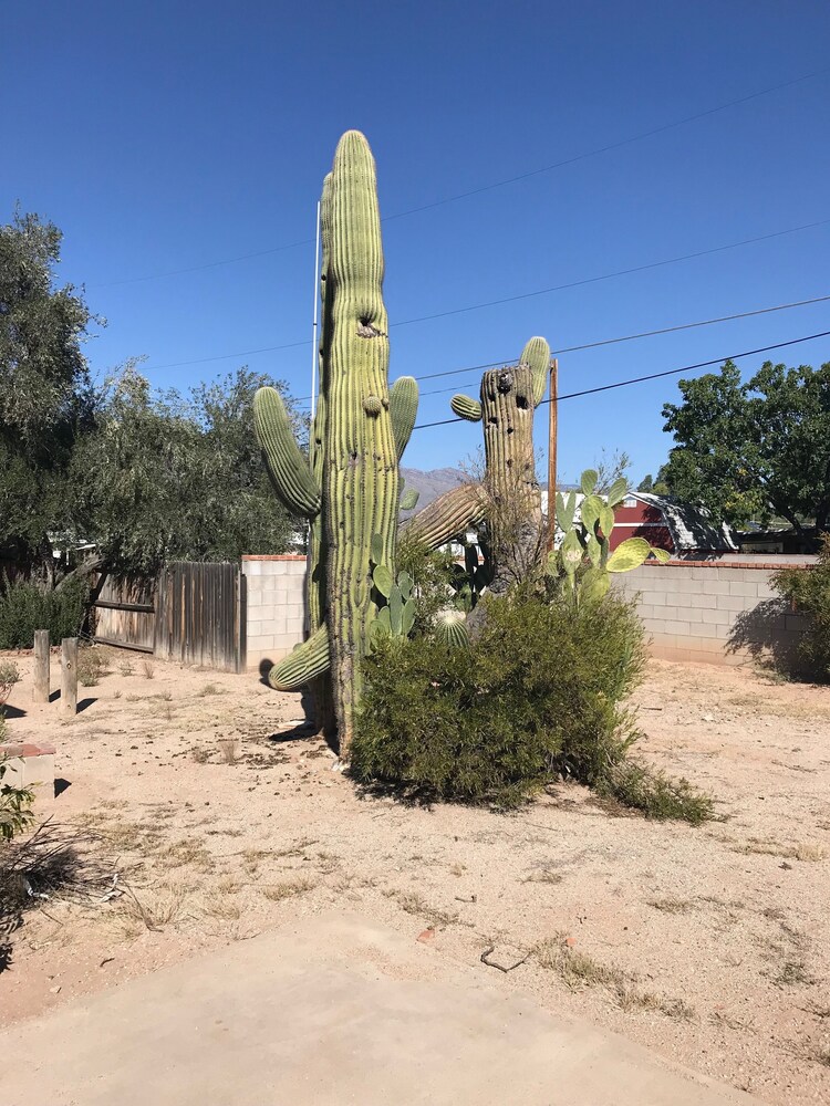 Tucson University of Arizona/Winterhaven