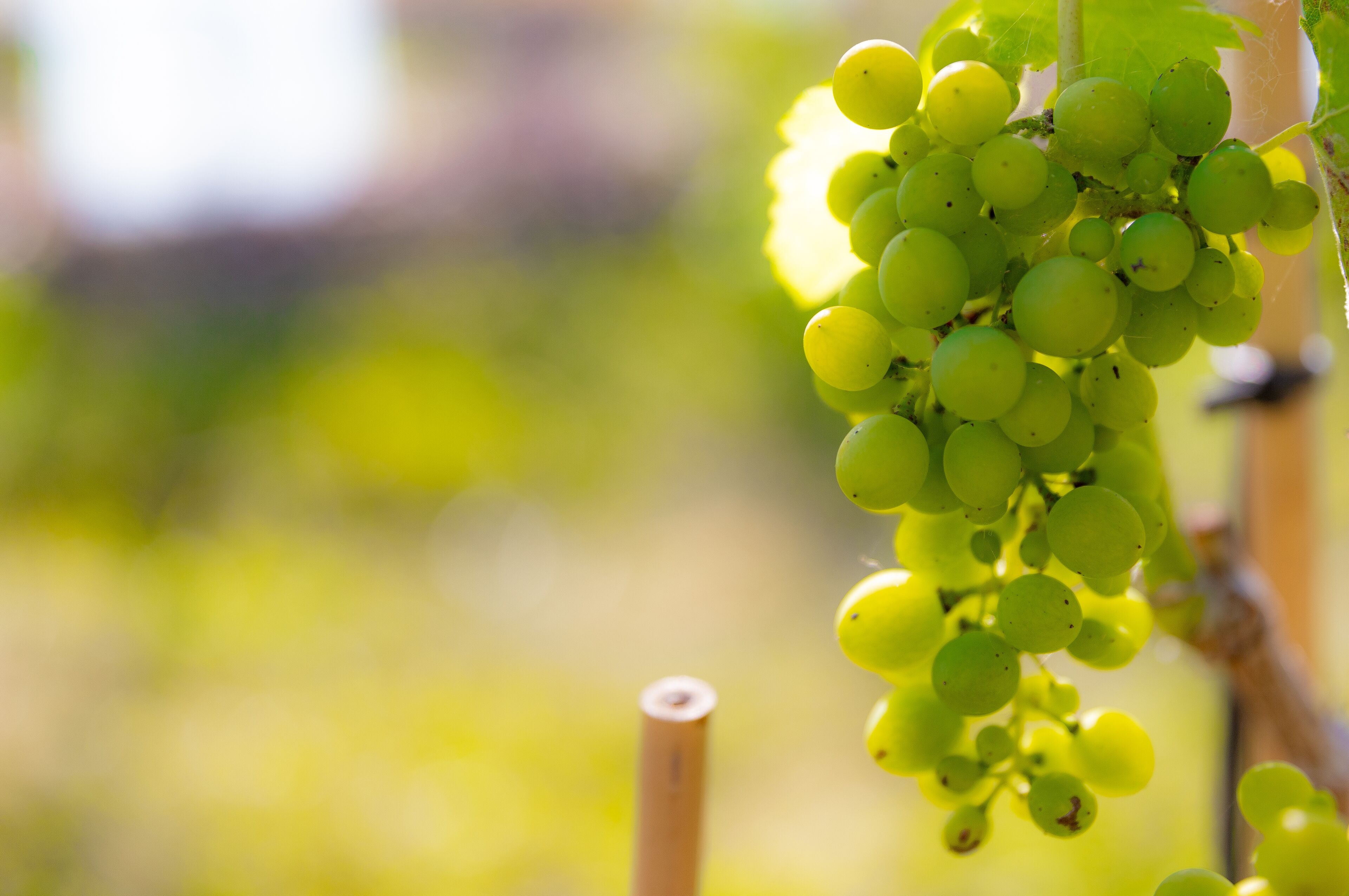 Luxurious B&B and Winery 40 mins from Brisbane CBD, near Narangba train station.