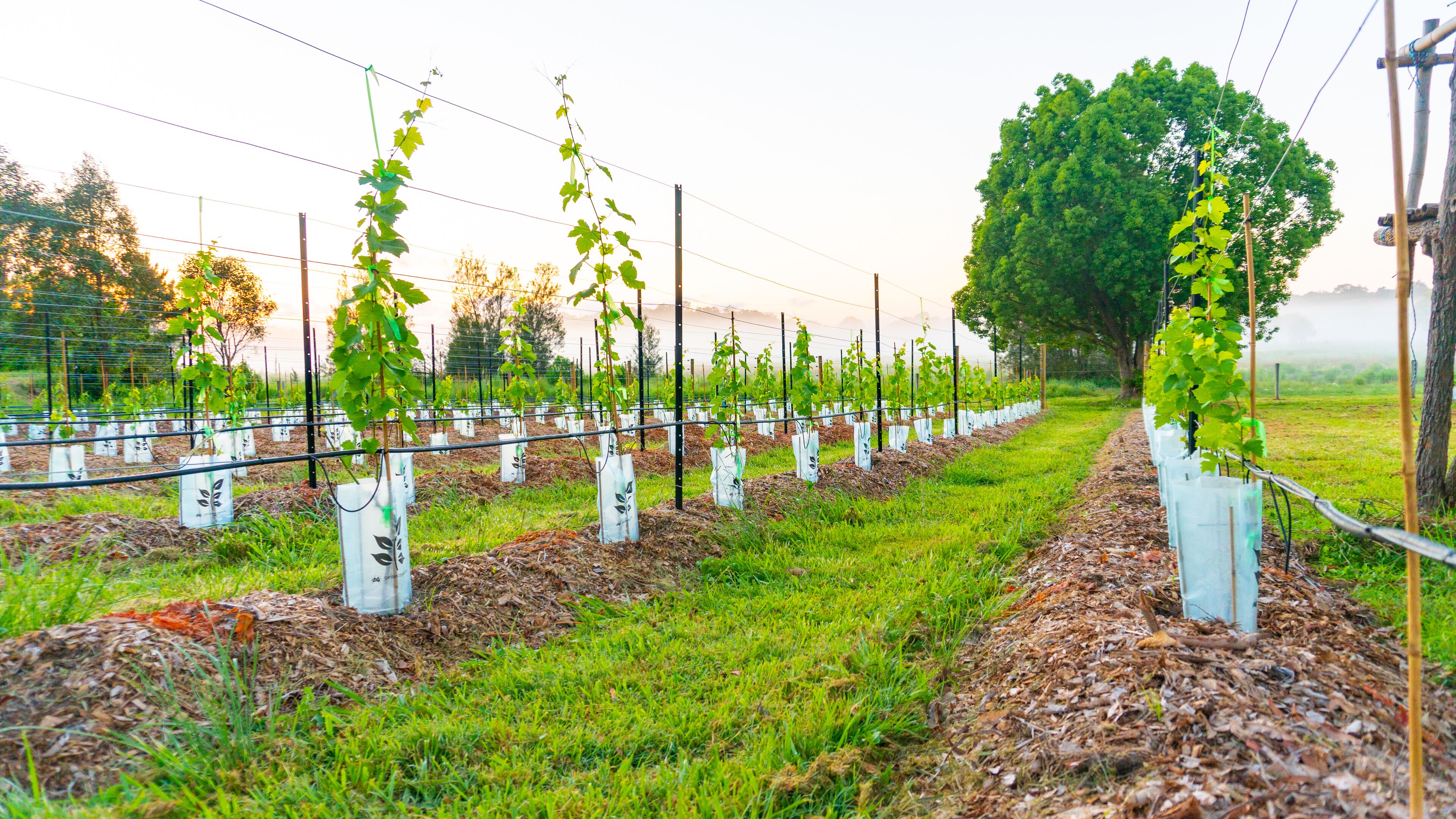 Luxurious B&B and Winery 40 mins from Brisbane CBD, near Narangba train station.