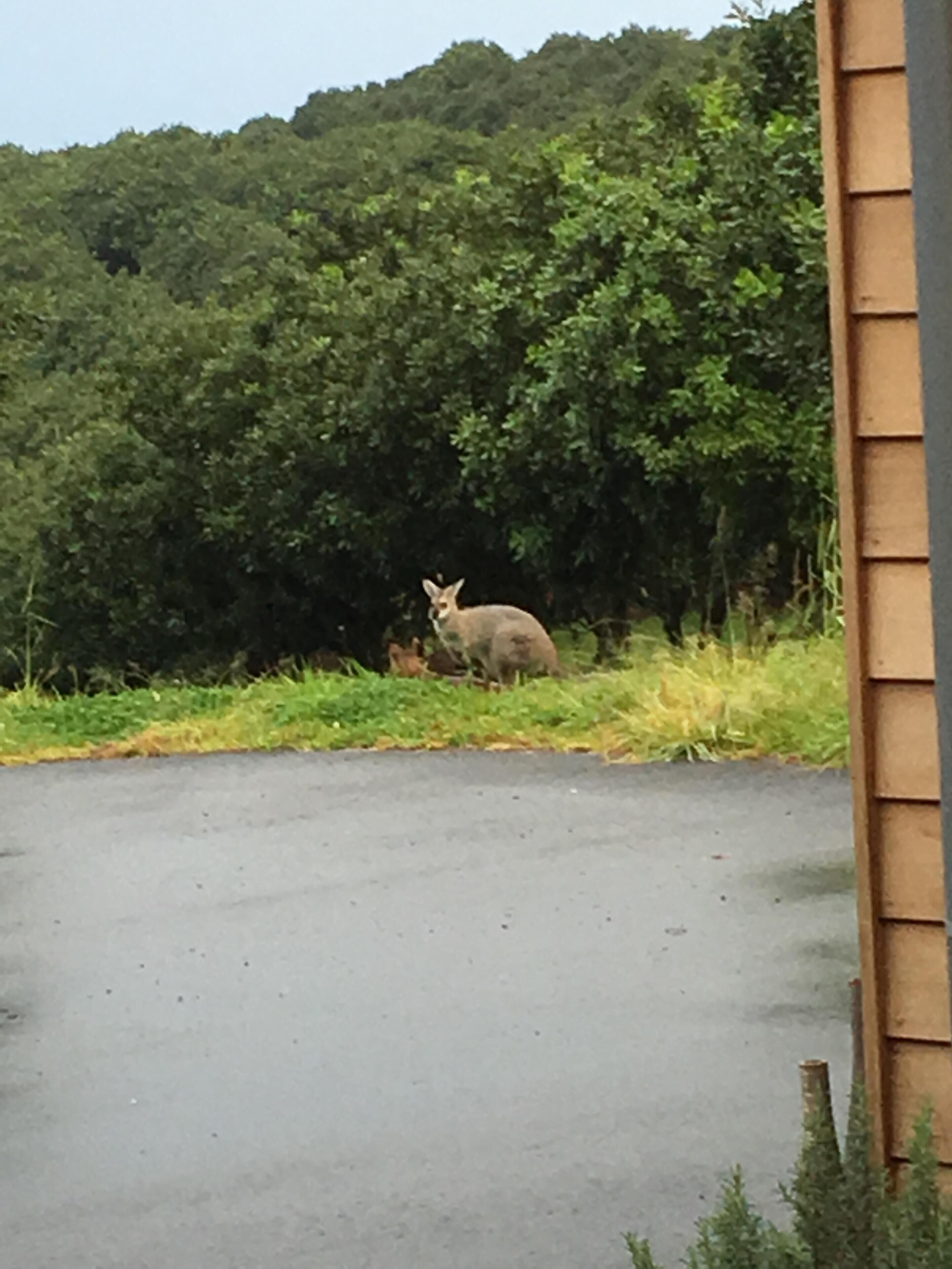 Escape to Bangalow, Byron Hinterland Accommodation With Stunning Views