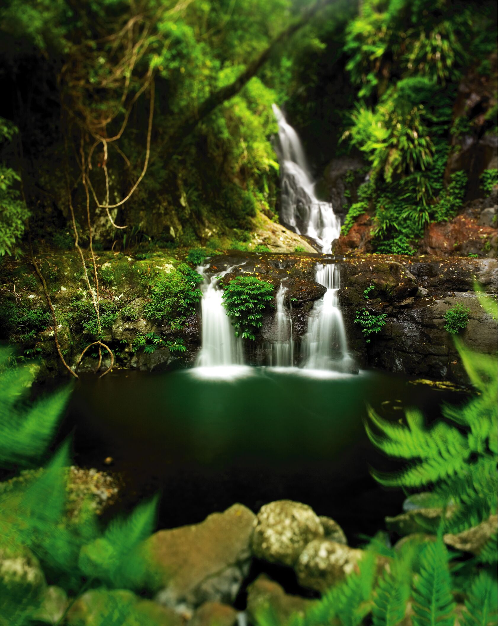 The Mouses House Rainforest Retreat