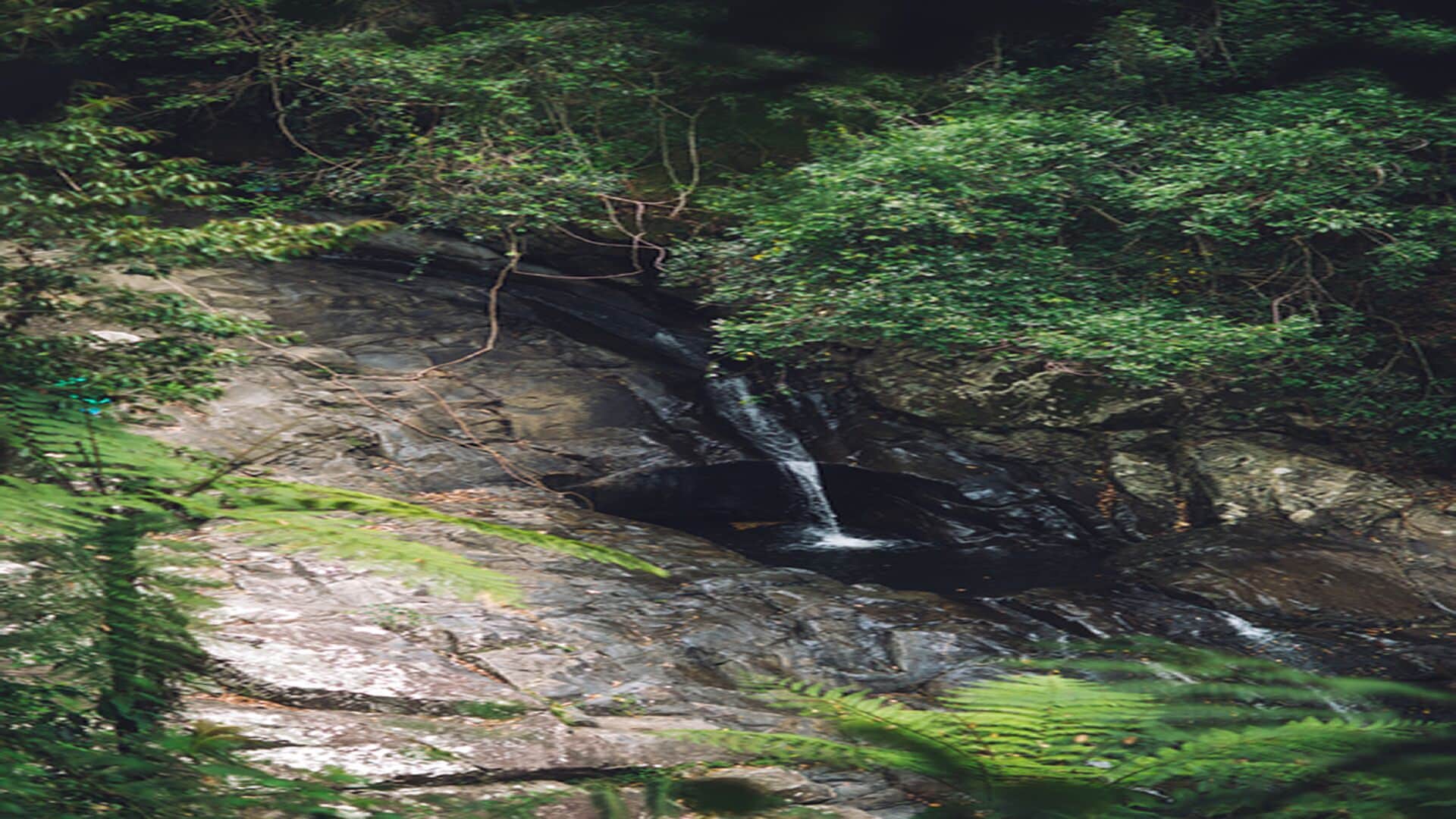 The Mouses House Rainforest Retreat