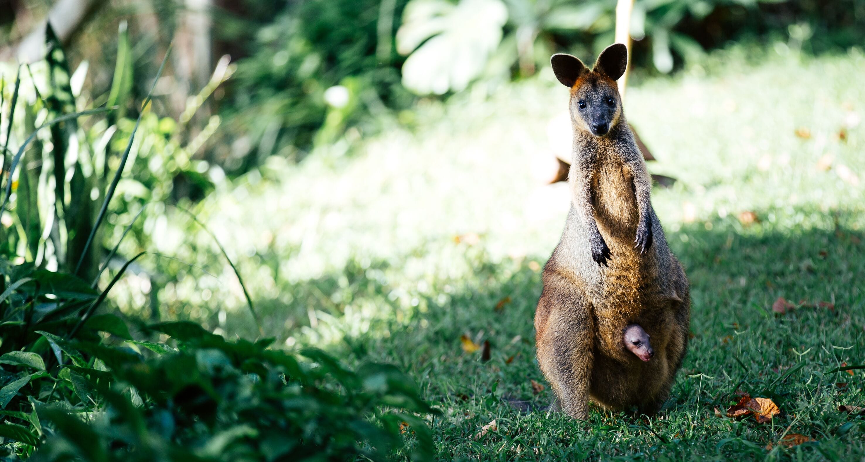 The Mouses House Rainforest Retreat