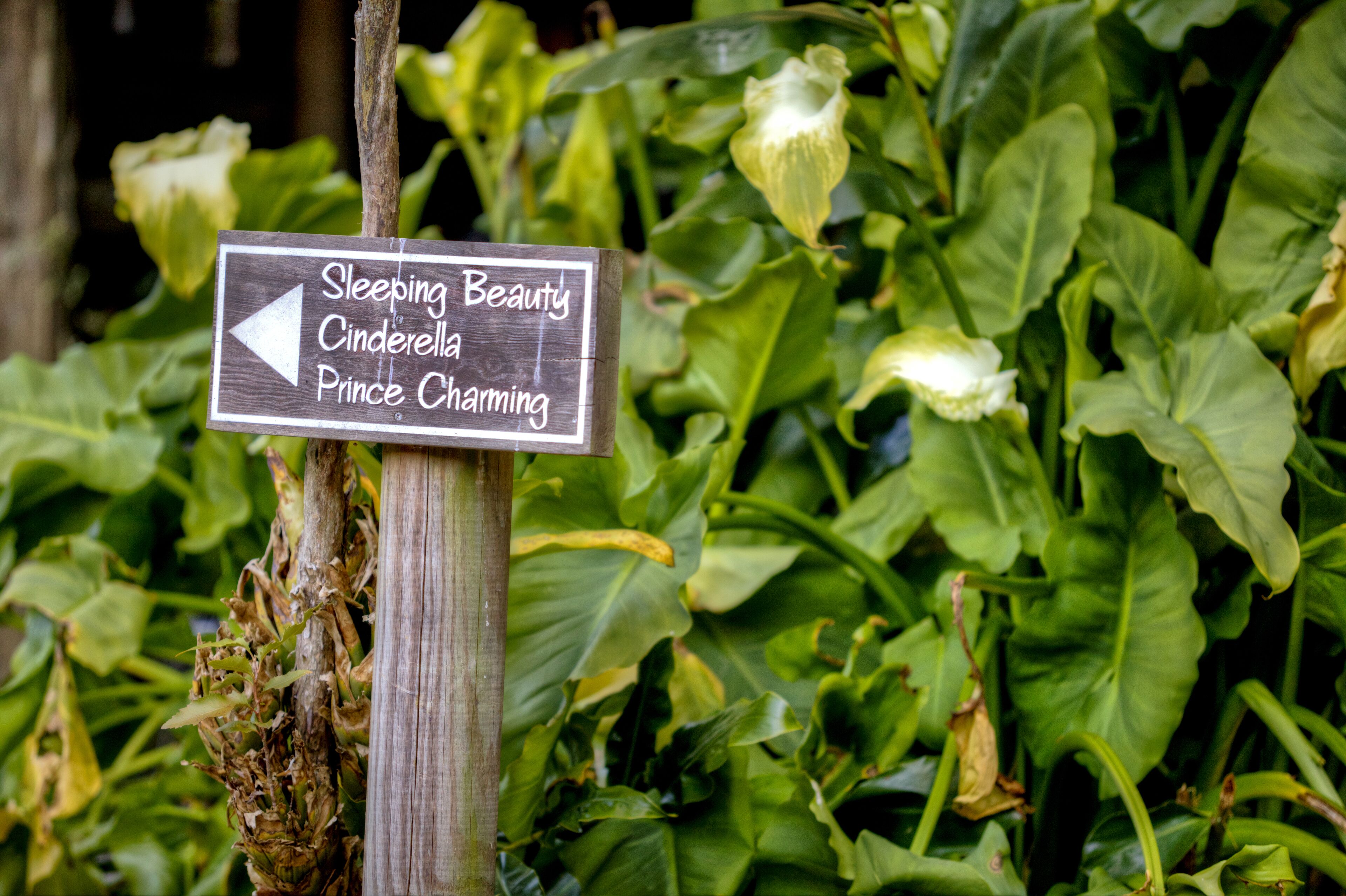 The Mouses House Rainforest Retreat