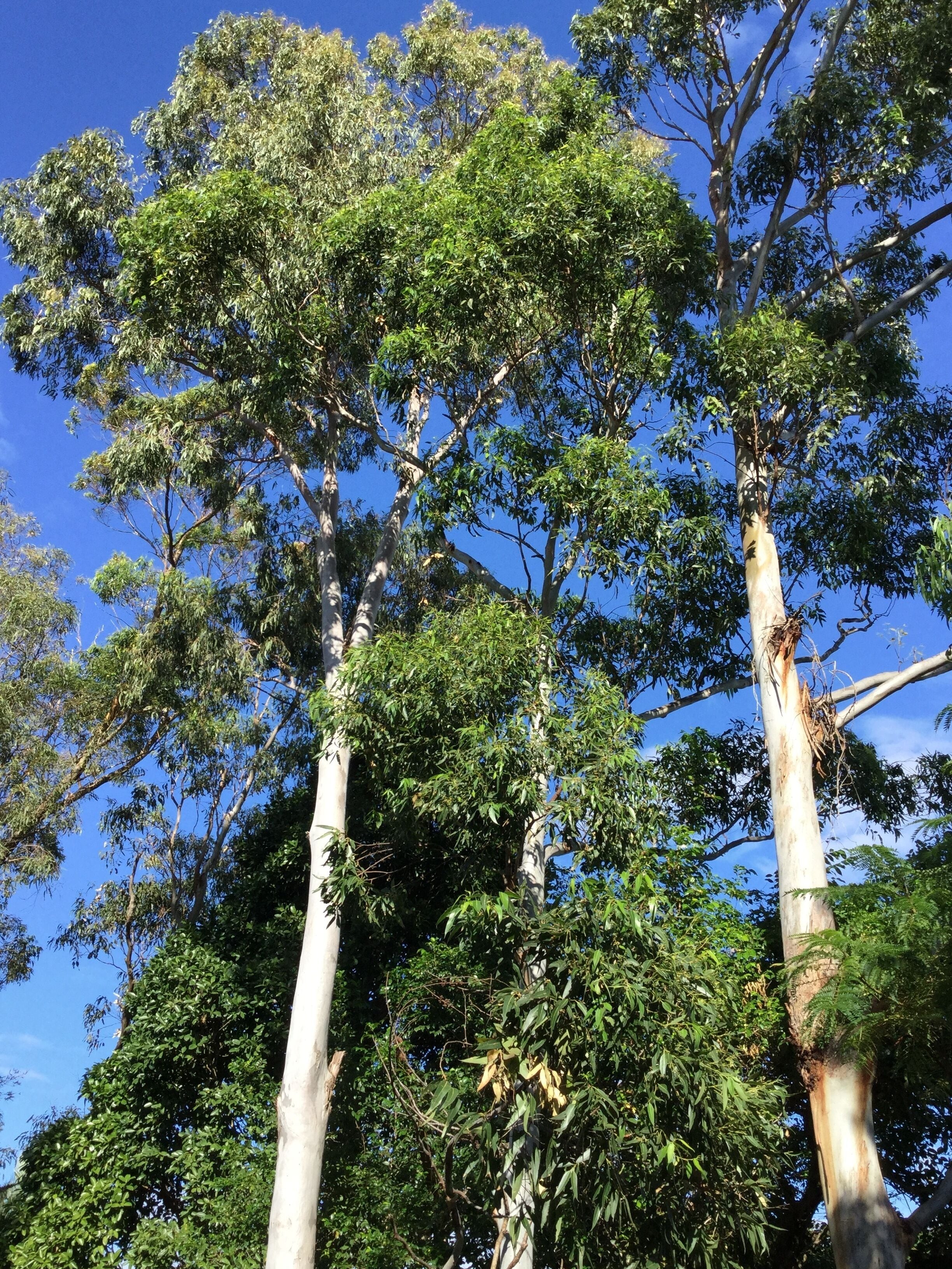 Private Haven, Walk to Town, Walk to Beach