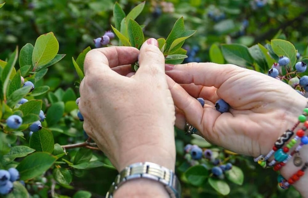 OUR LAST SUMMER AVAILABILITY . . . Prime Beach Time,  7 blocks from beach