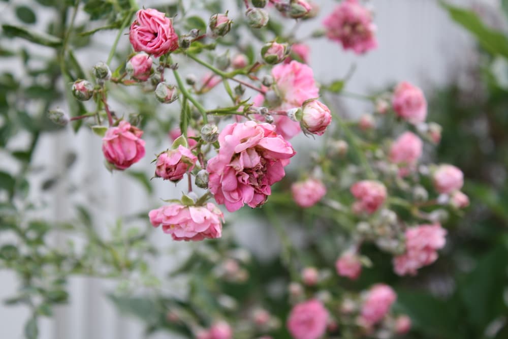 OUR LAST SUMMER AVAILABILITY . . . Prime Beach Time,  7 blocks from beach