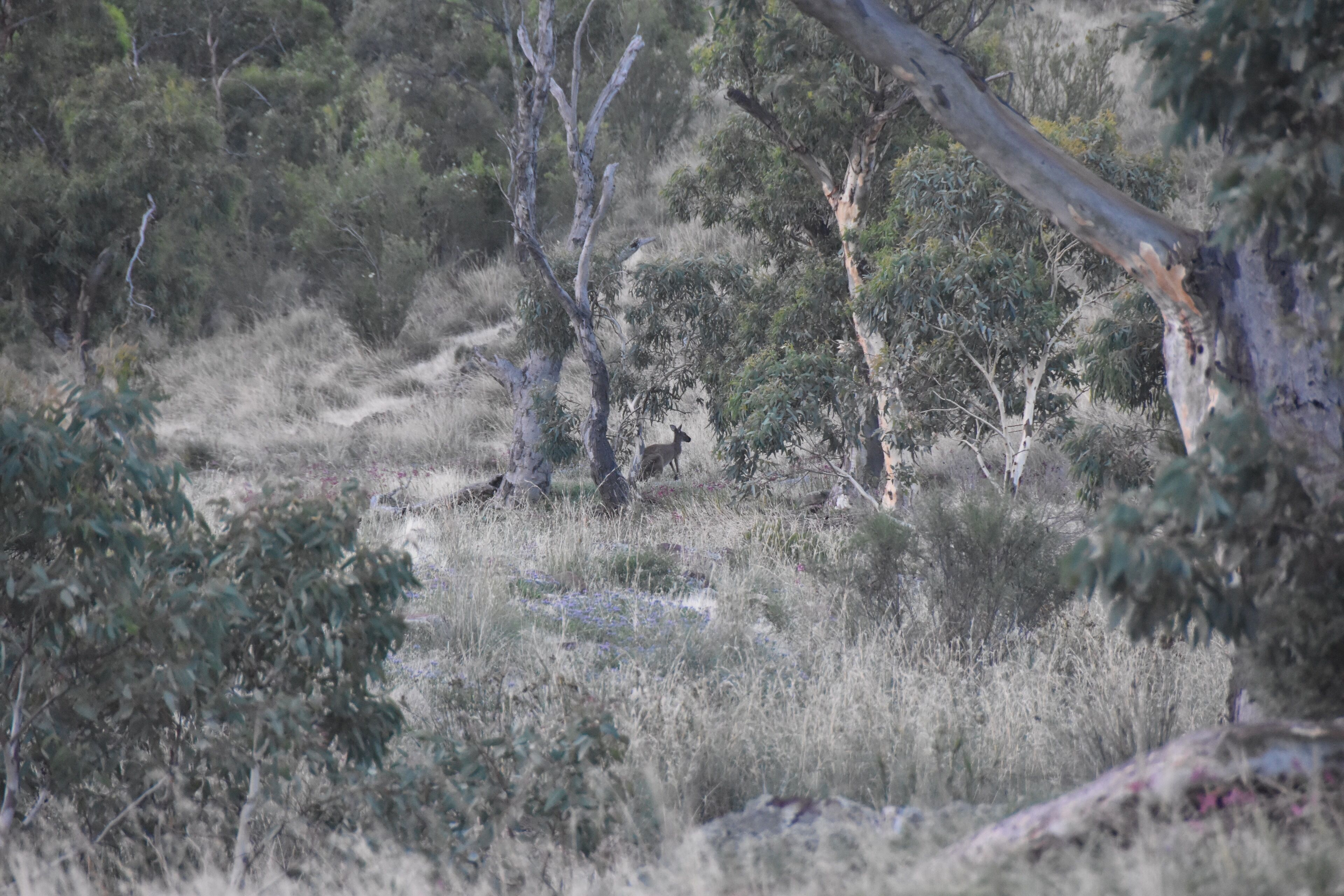 Savings Bank of South Australia - Old Quorn Branch