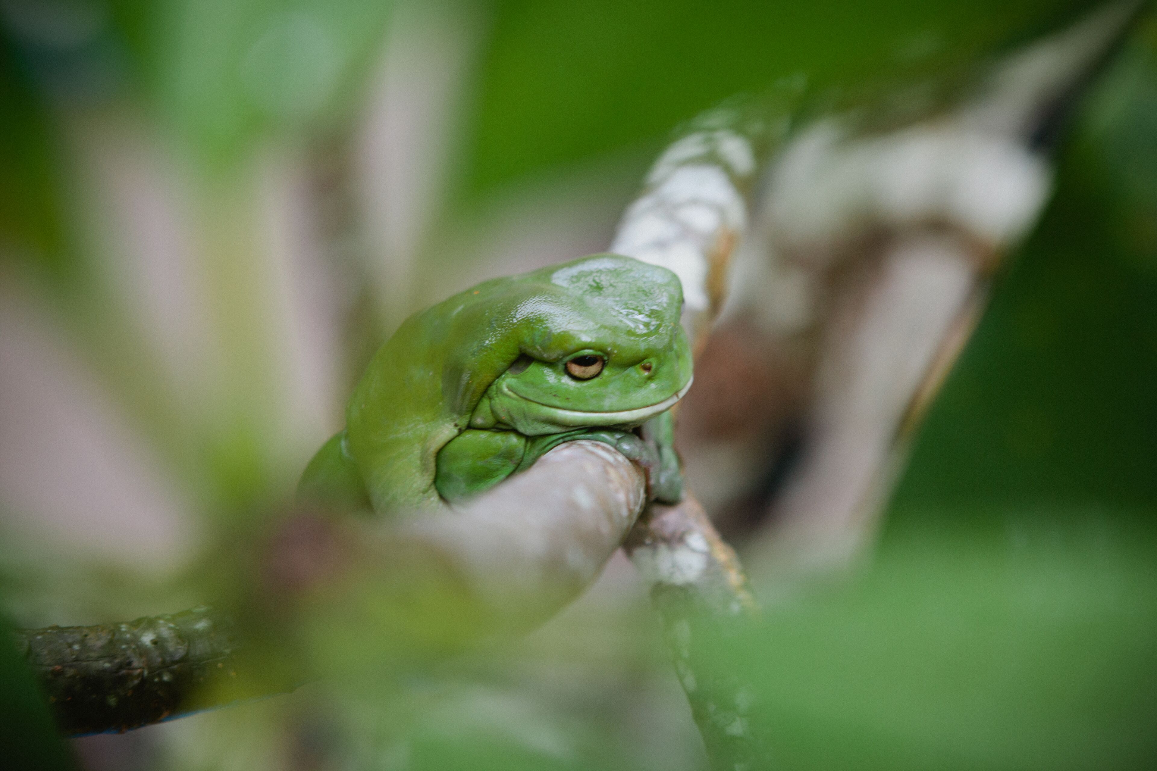 Birralay - Located at Diggers Camp