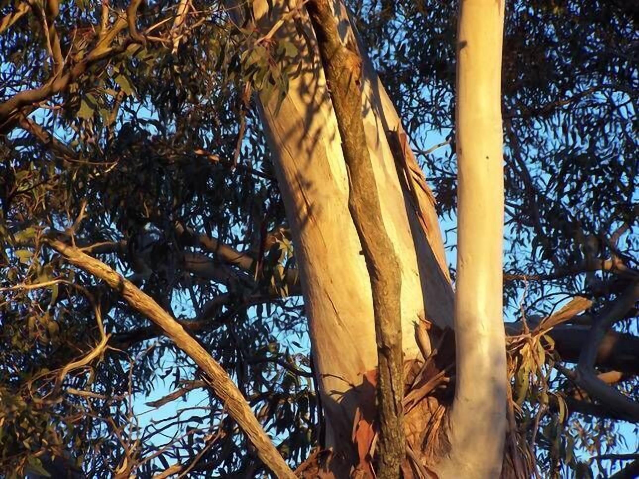 Alpine Lodges Stanthorpe