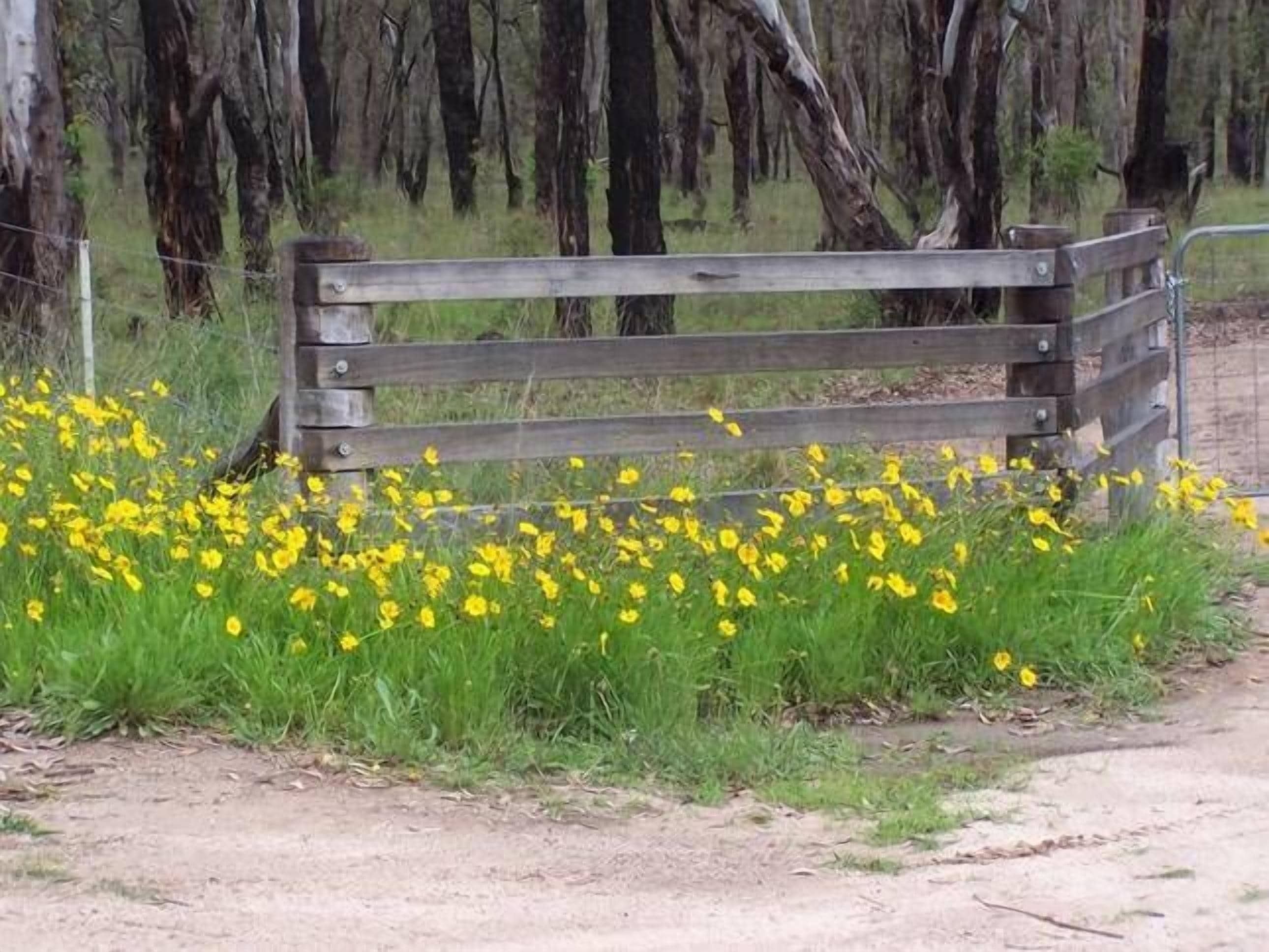 Alpine Lodges Stanthorpe