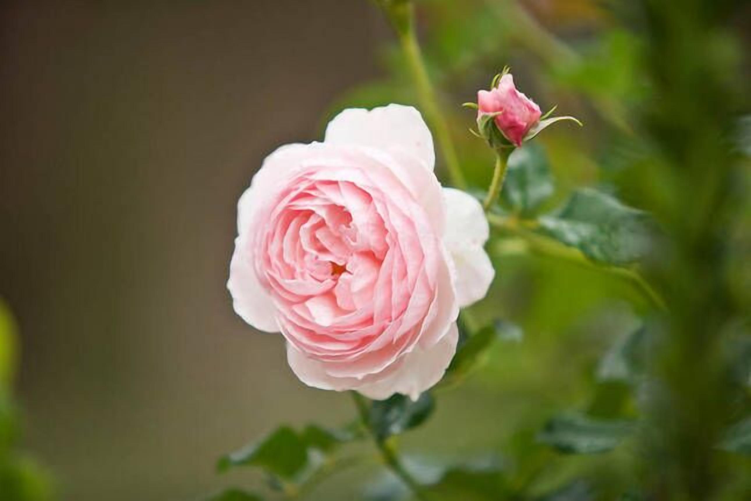 Alpine Lodges Stanthorpe