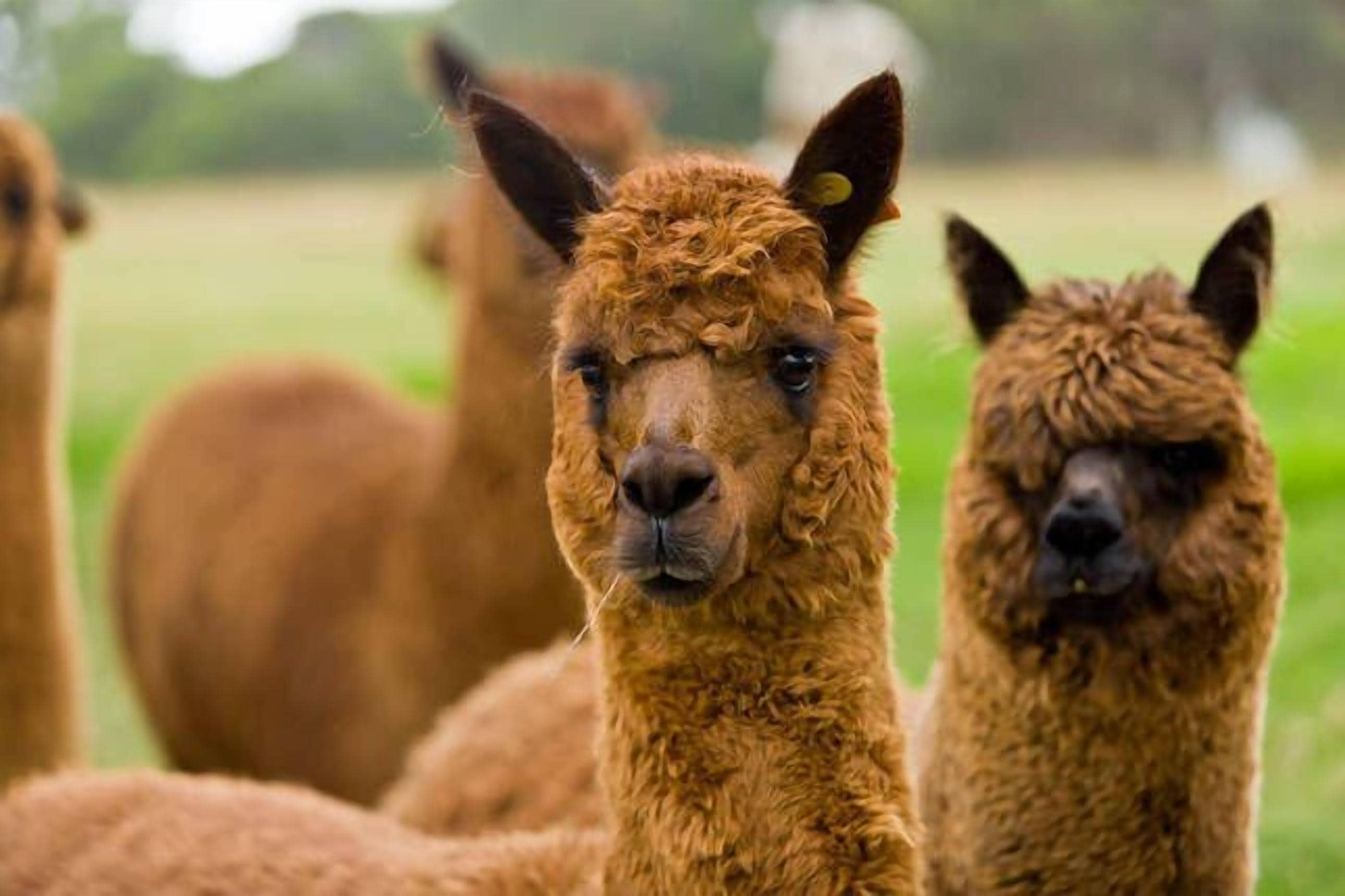 Alpine Lodges Stanthorpe