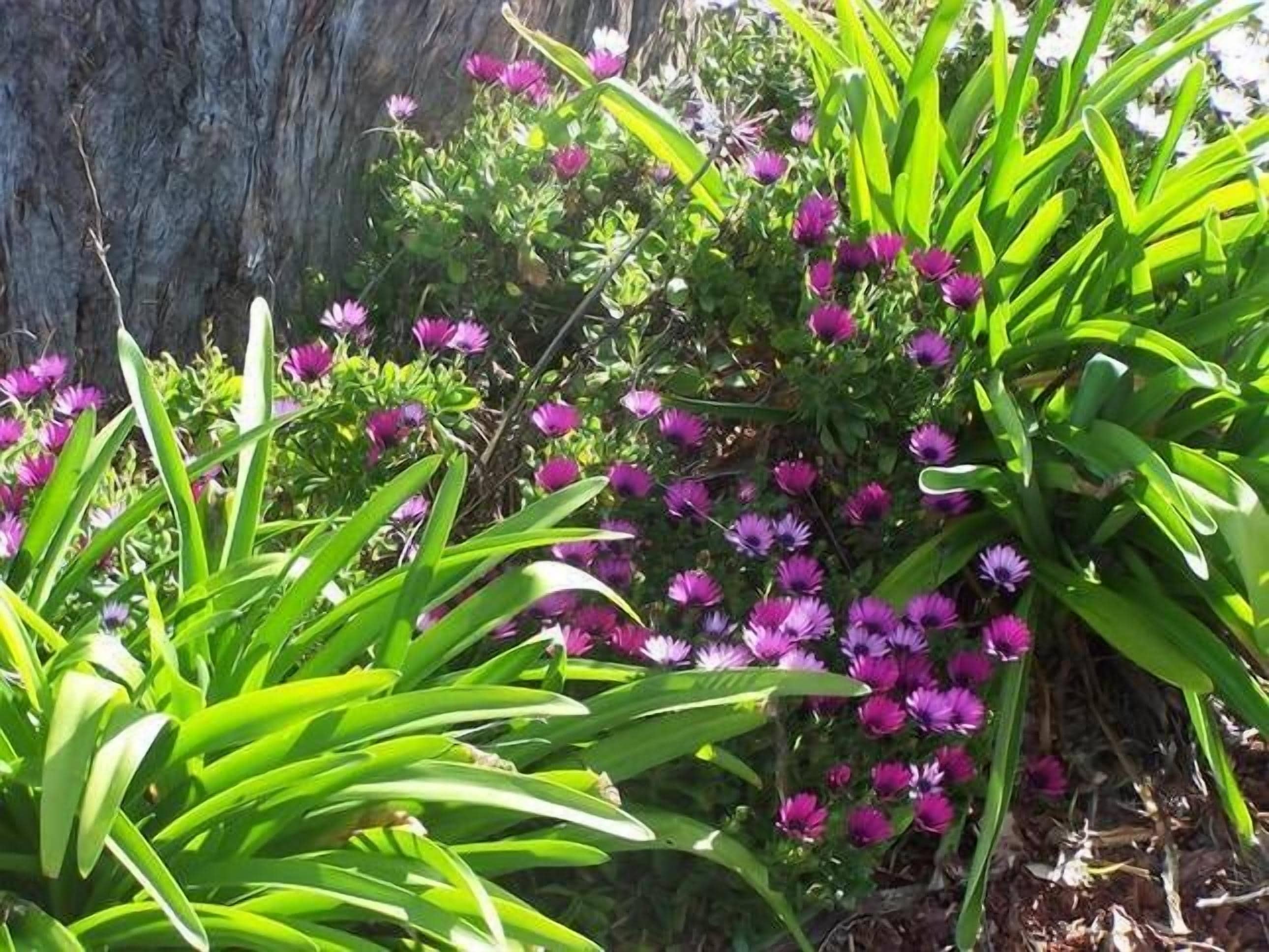 Alpine Lodges Stanthorpe