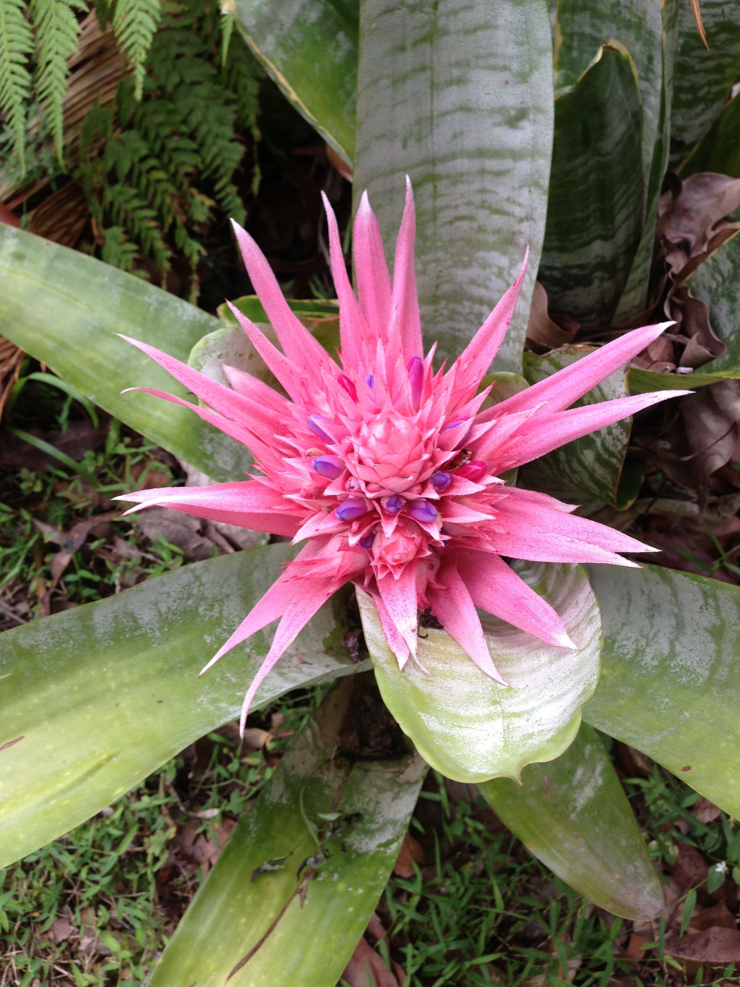 Koompartoo Retreat Romantic Timber Chalet 2