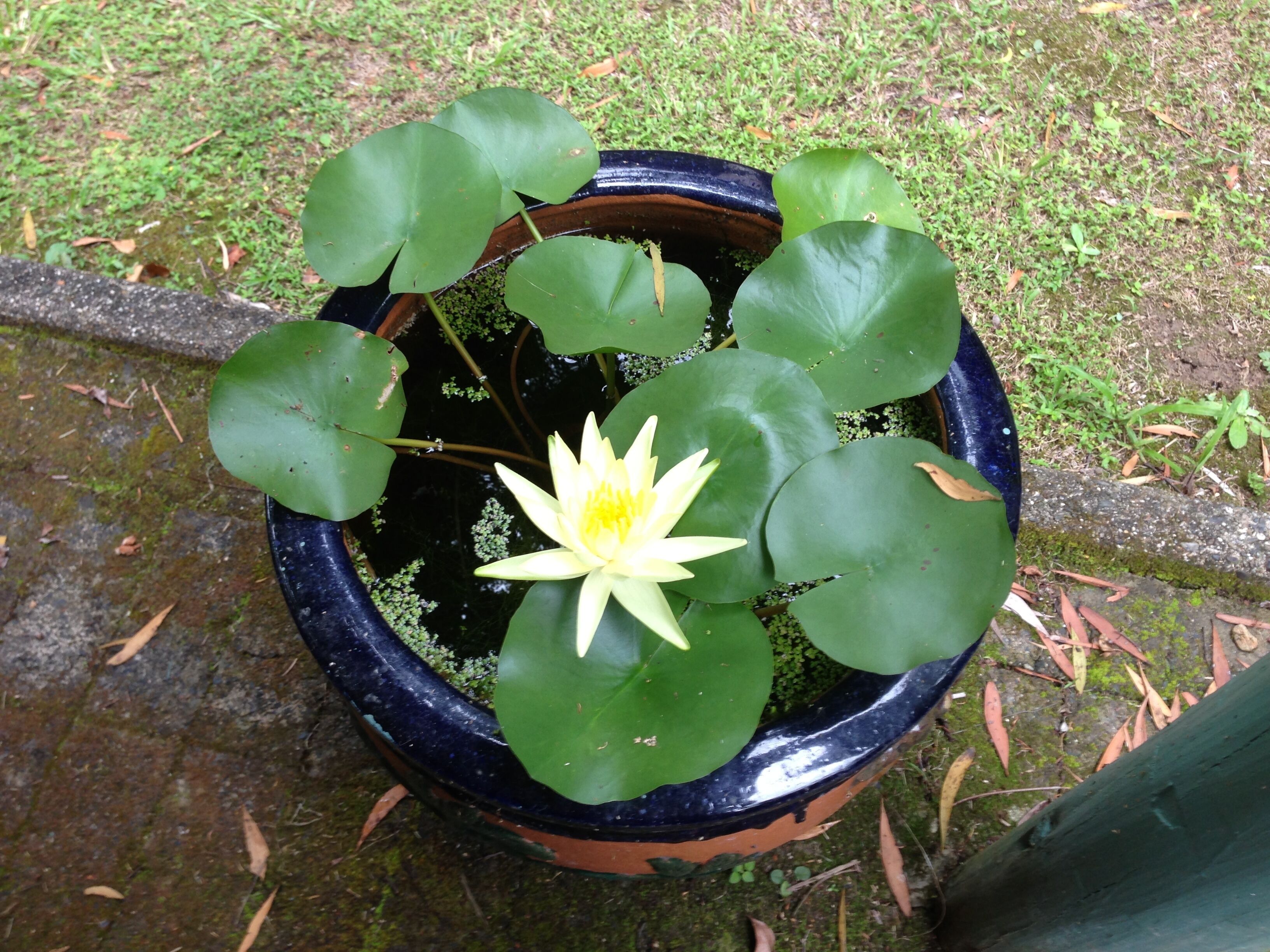 Koompartoo Retreat Romantic Timber Chalet 2