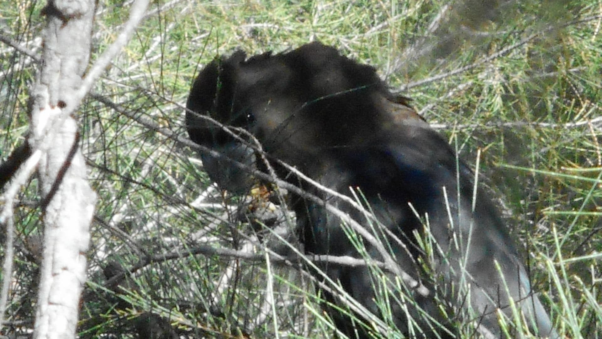 Dunedoo - Caddy Shack