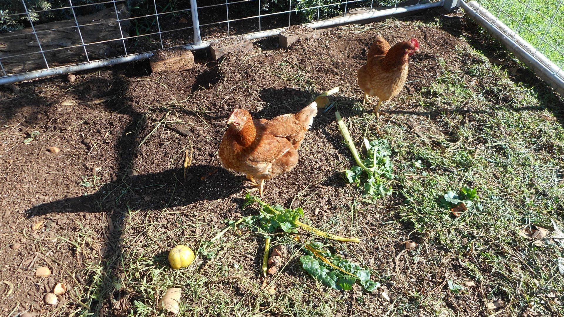 Dunedoo - Caddy Shack