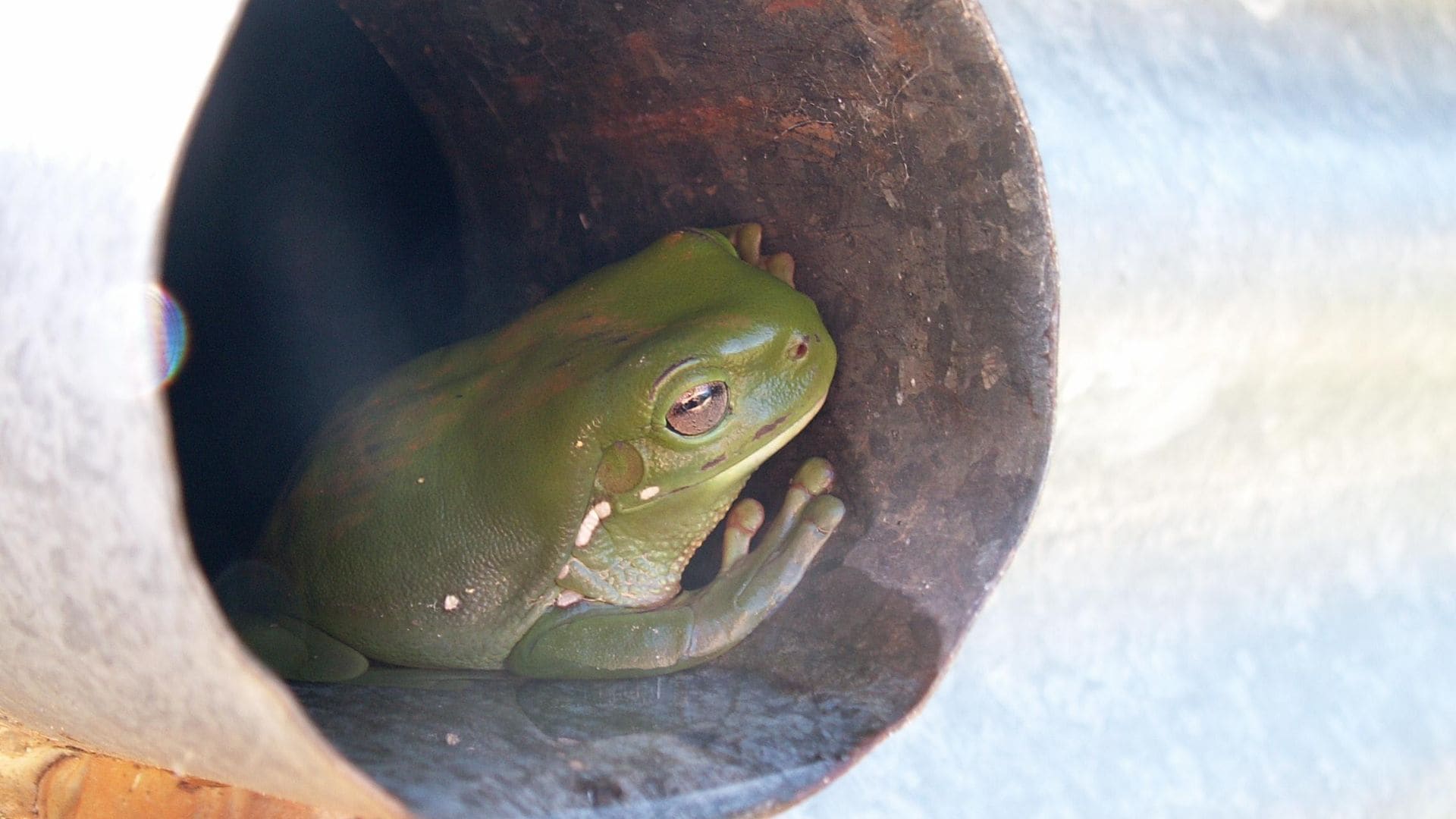 Didgy Ridge - Peaceful Country Cottage