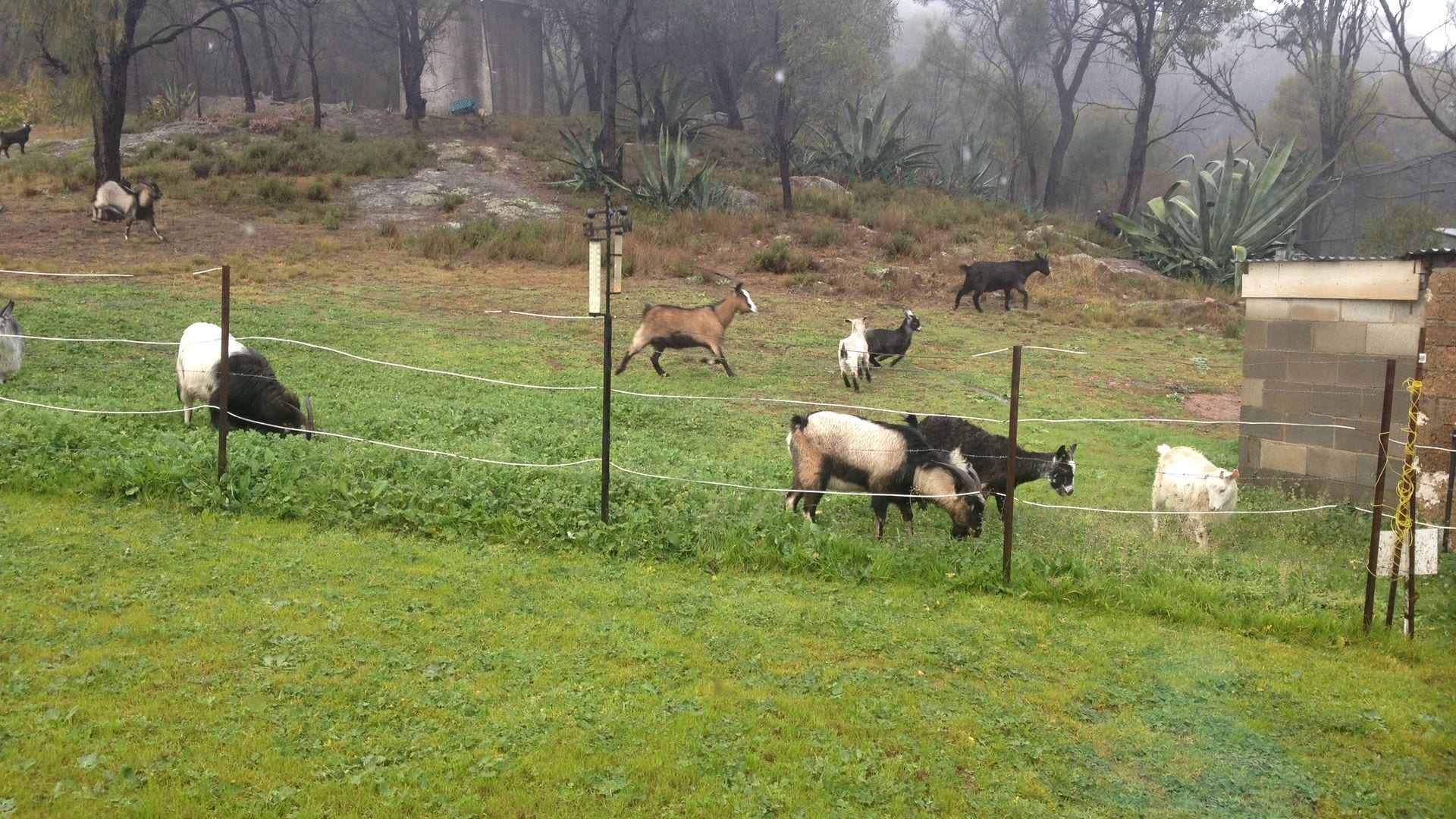 Didgy Ridge - Peaceful Country Cottage