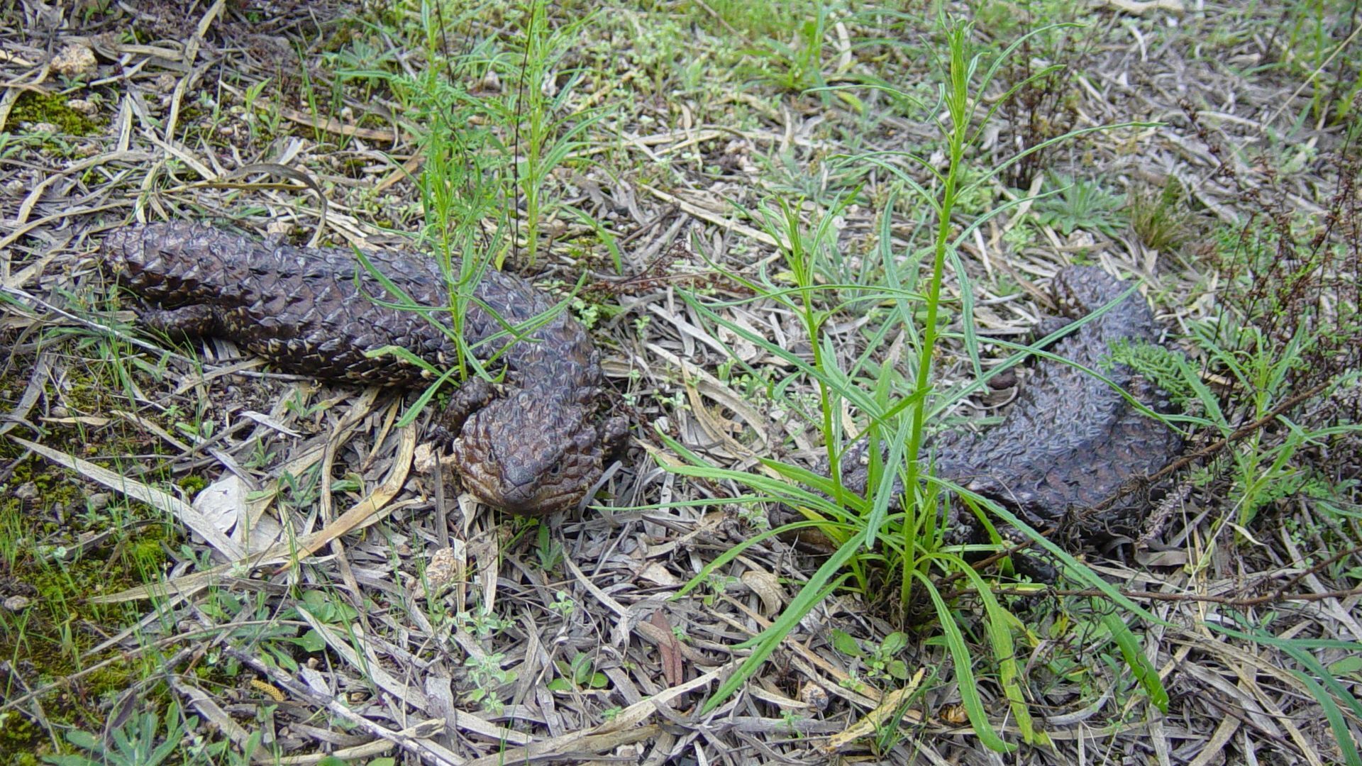 Didgy Ridge - Peaceful Country Cottage