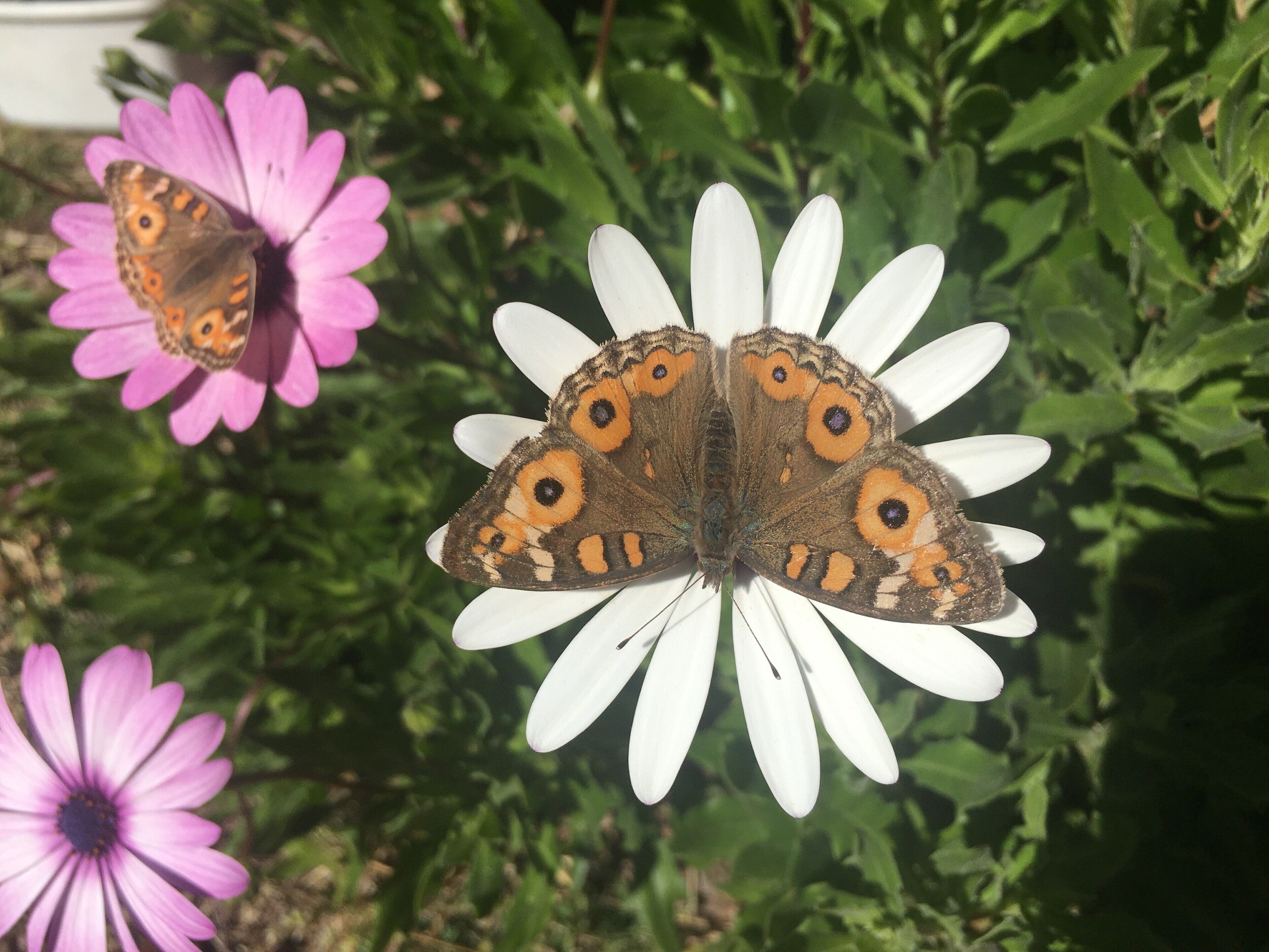 Didgy Ridge - Peaceful Country Cottage