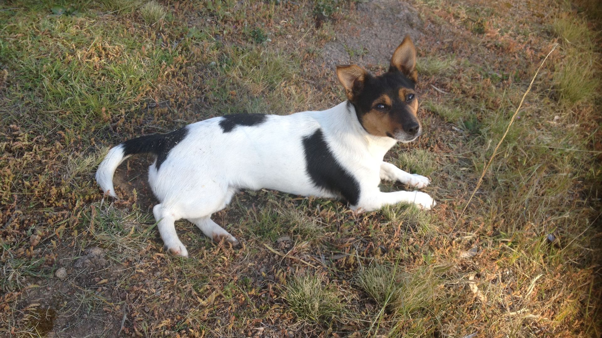 Didgy Ridge - Peaceful Country Cottage