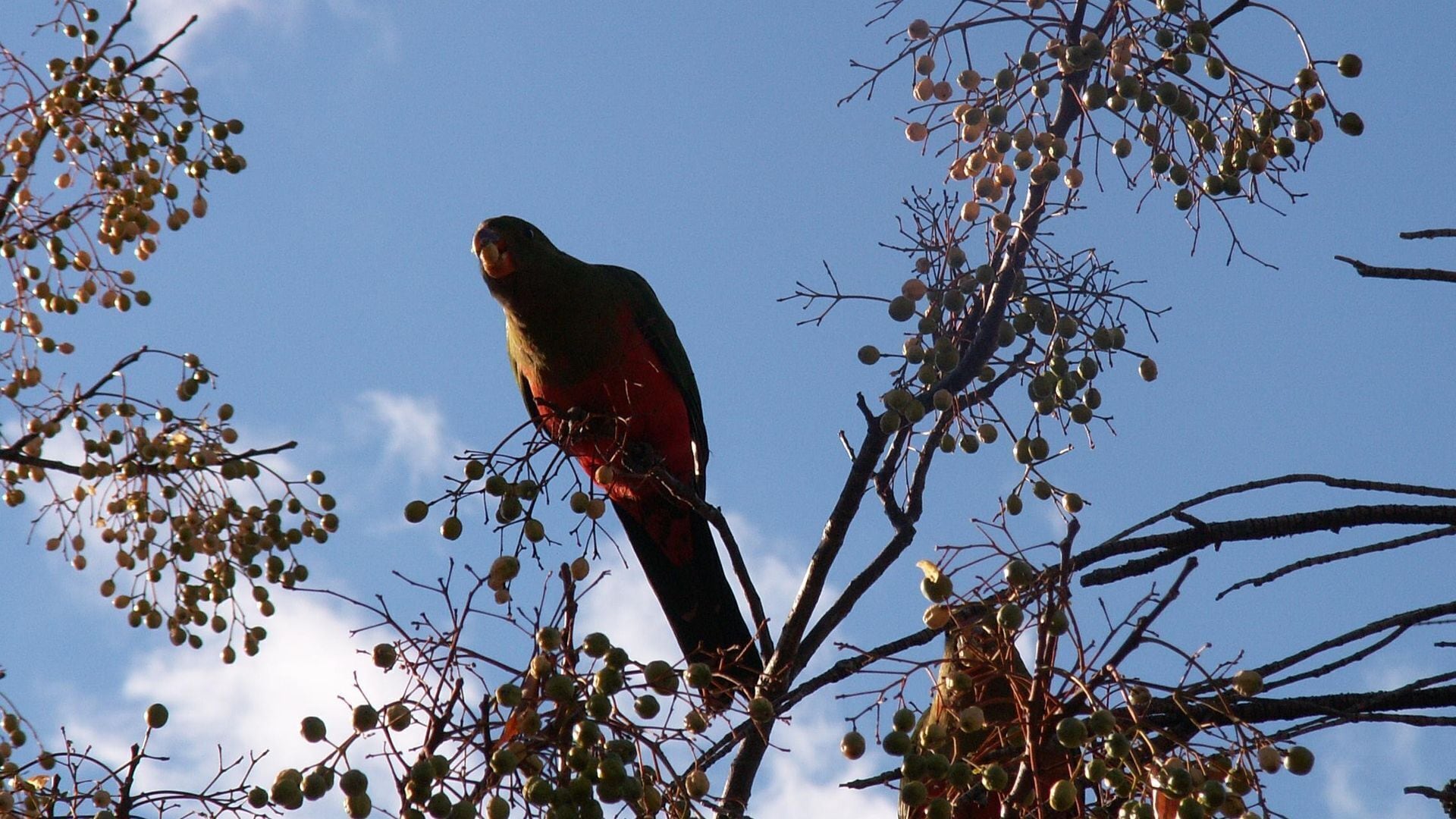 Didgy Ridge - Peaceful Country Cottage