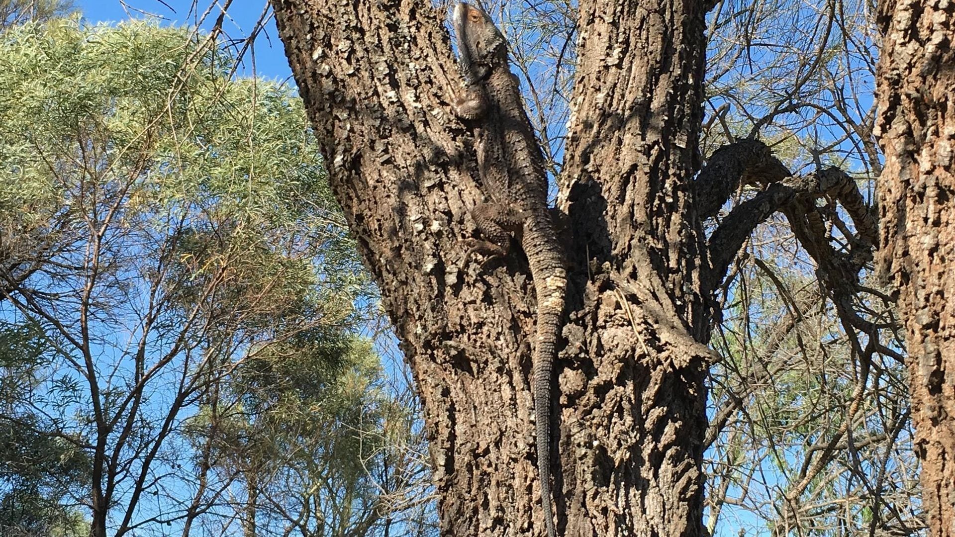Didgy Ridge - Peaceful Country Cottage