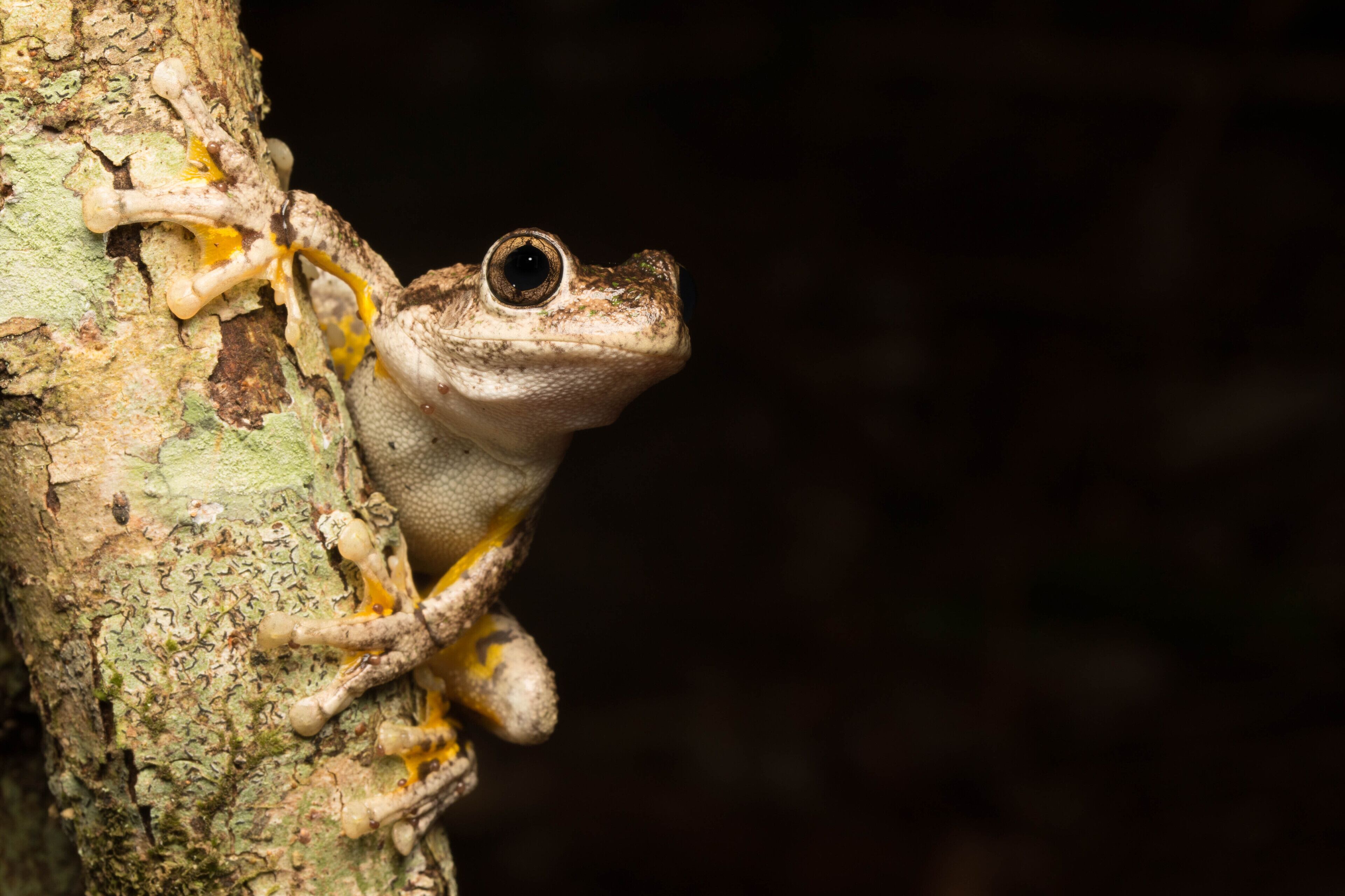 Waterfall Hideout-Rainforest Cabin for Couples