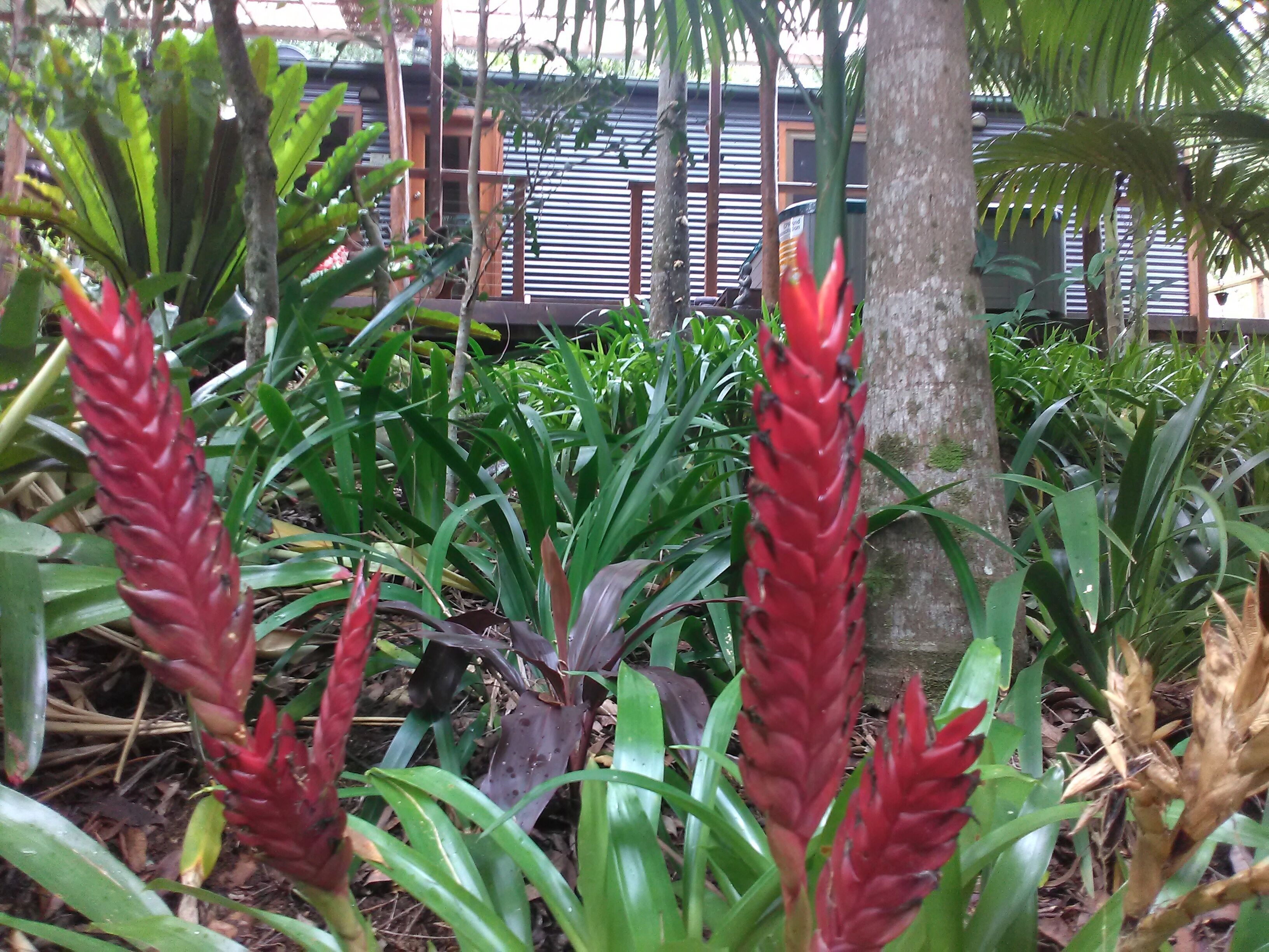 Waterfall Hideout-Rainforest Cabin for Couples