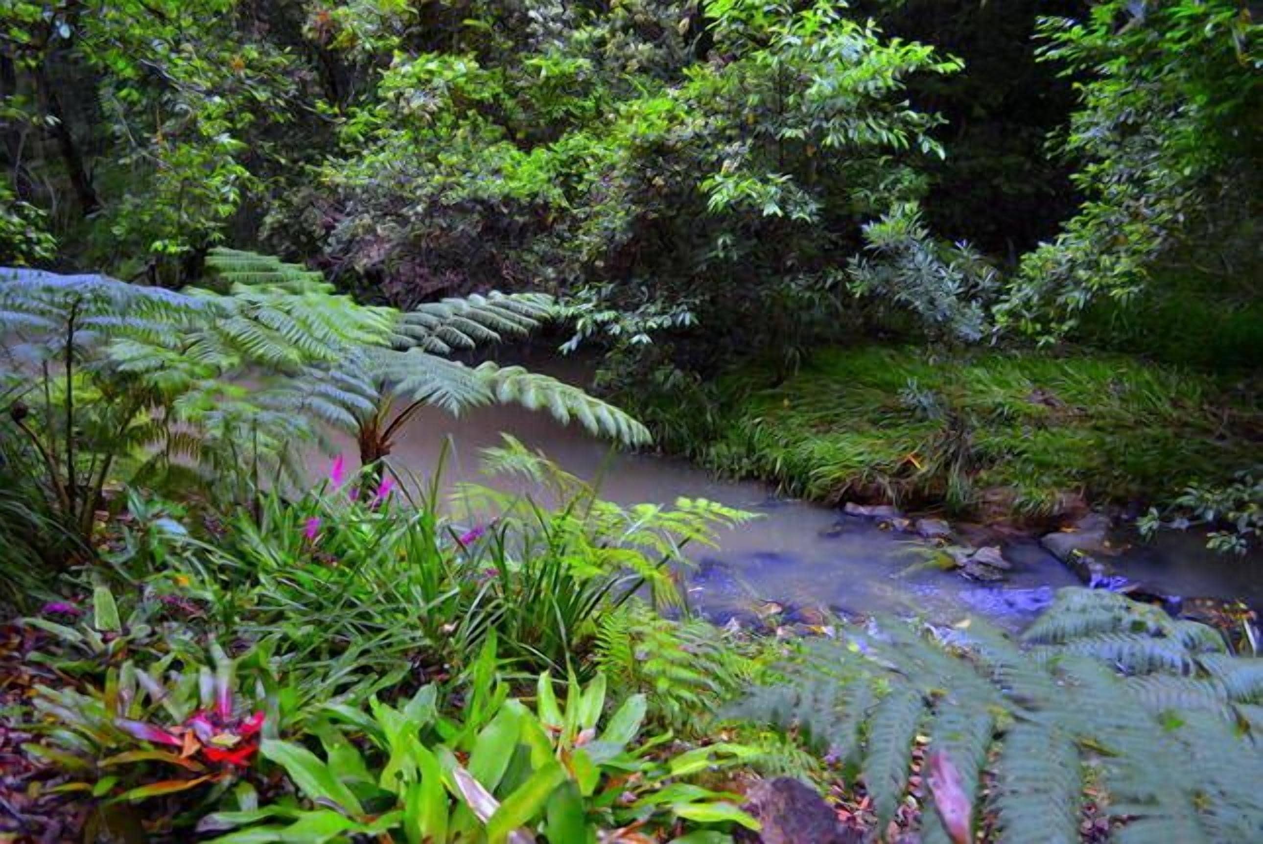 Waterfall Hideout-Rainforest Cabin for Couples