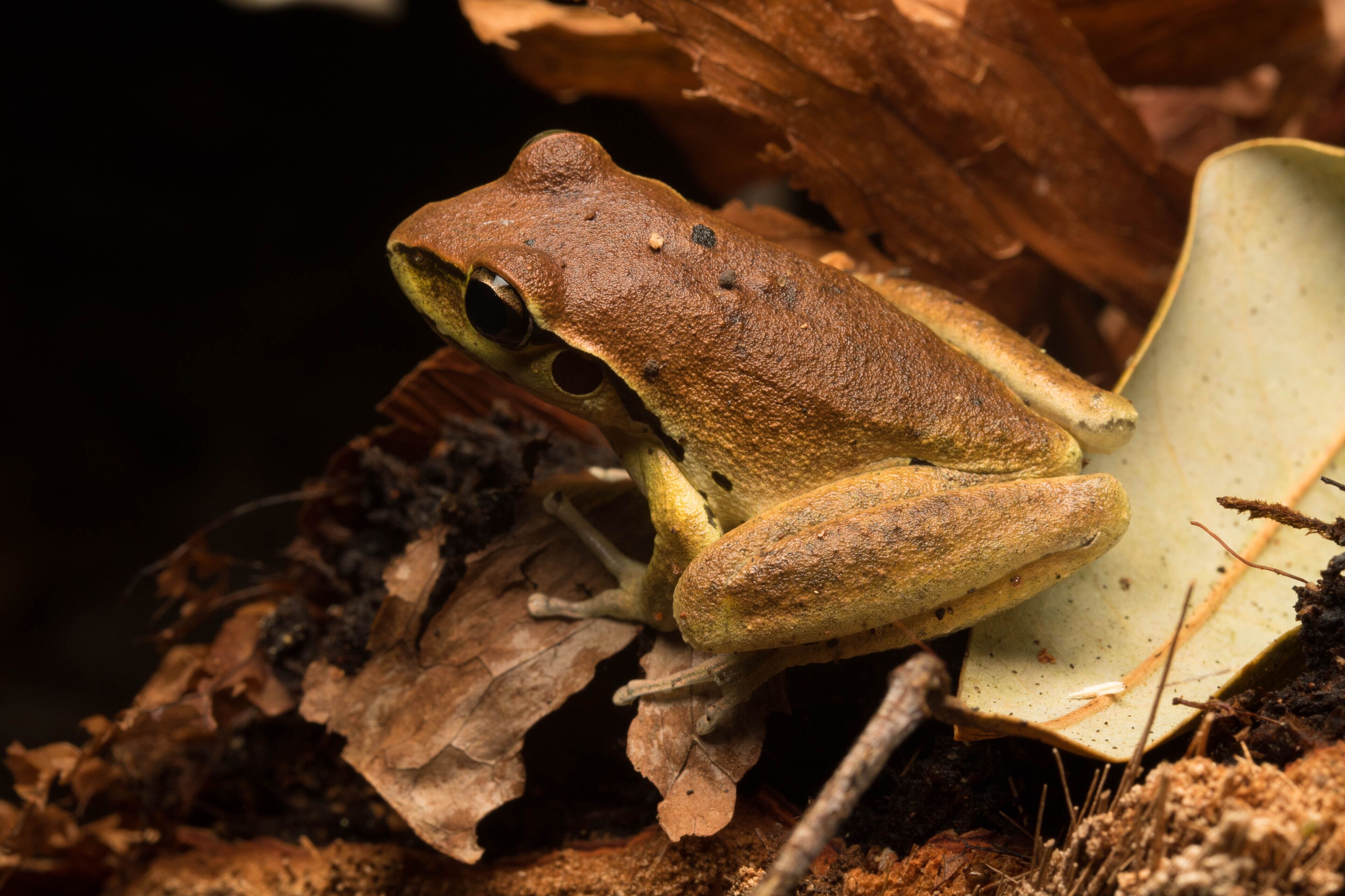Waterfall Hideout-Rainforest Cabin for Couples