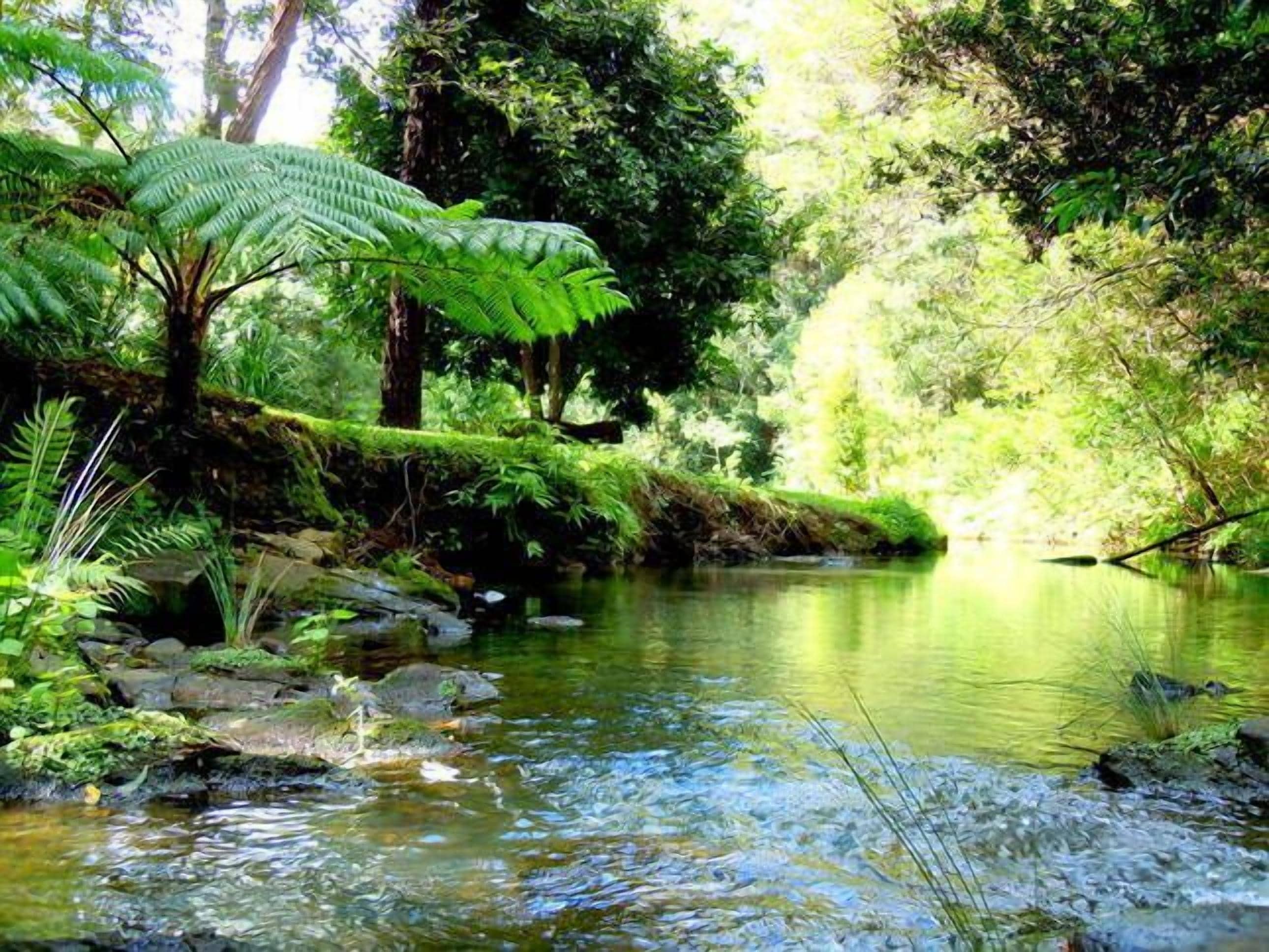Waterfall Hideout-Rainforest Cabin for Couples