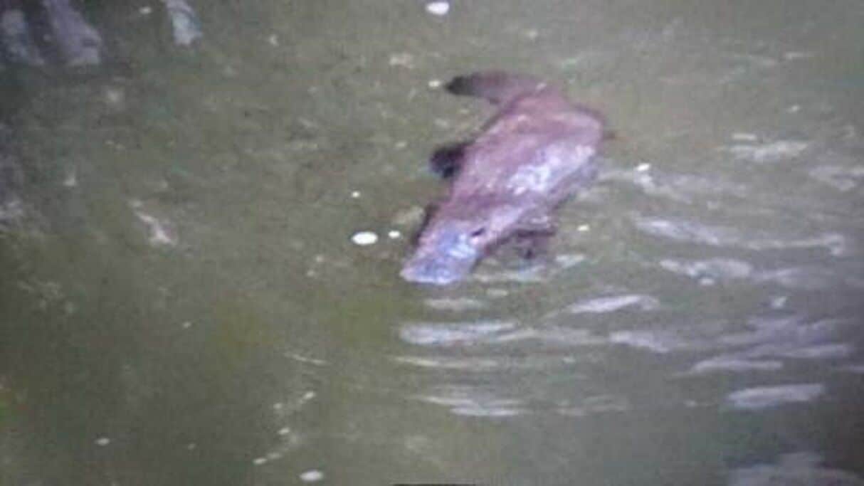 Waterfall Hideout-Rainforest Cabin for Couples