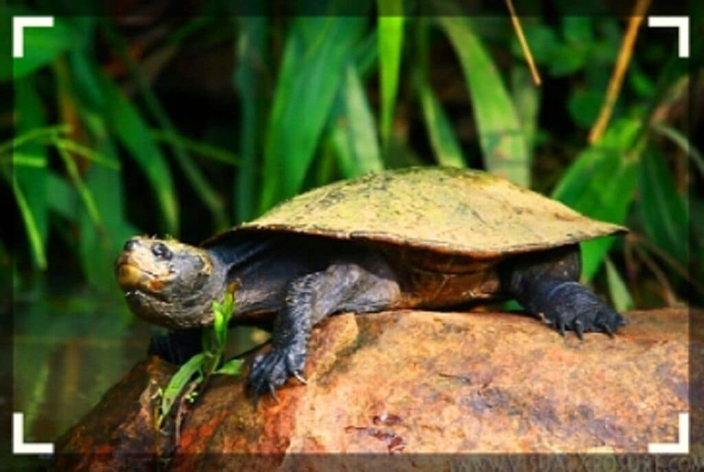 Waterfall Hideout-Rainforest Cabin for Couples