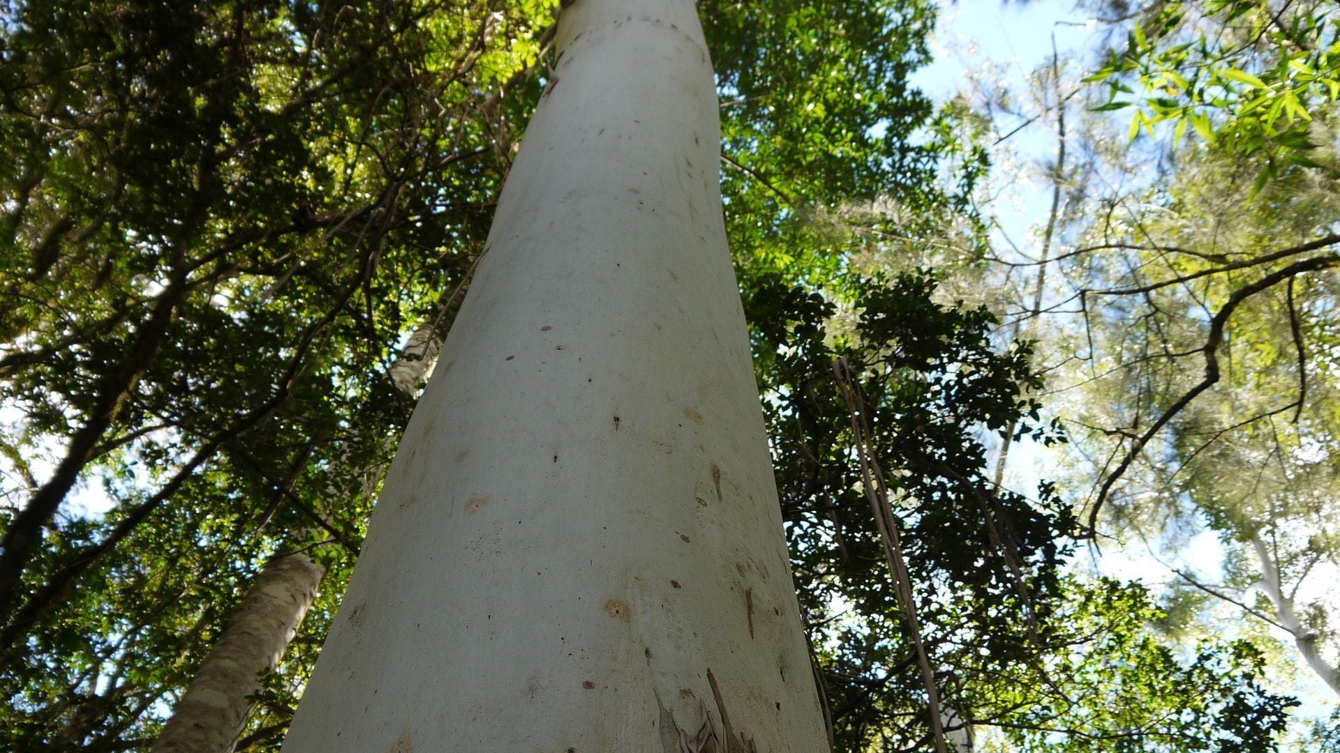 Sine Cera Rainforest Retreat