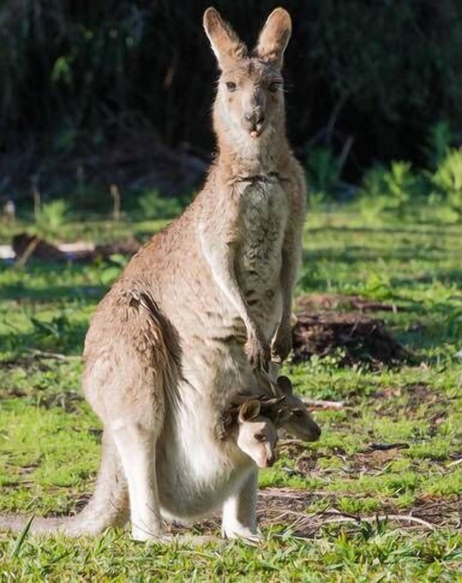 Mullaway Cabins Plantation