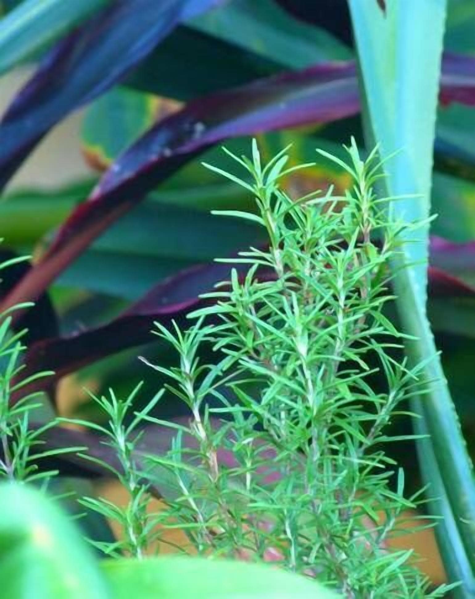 Mullaway Cabins Plantation