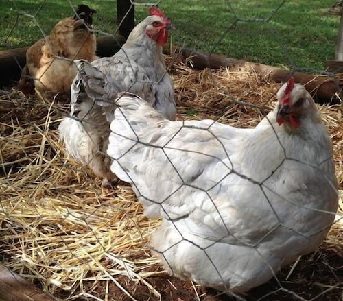 Tamarind Street Cottage