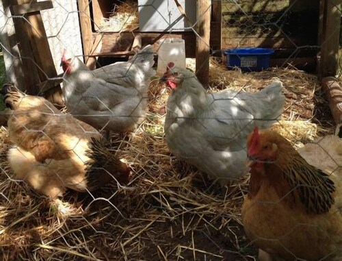 Tamarind Street Cottage