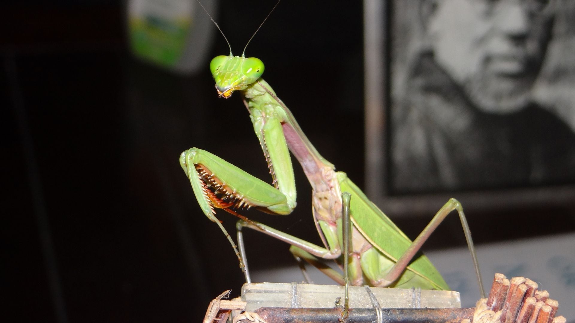 Rainforest Paradise, Close to Cairns CBD