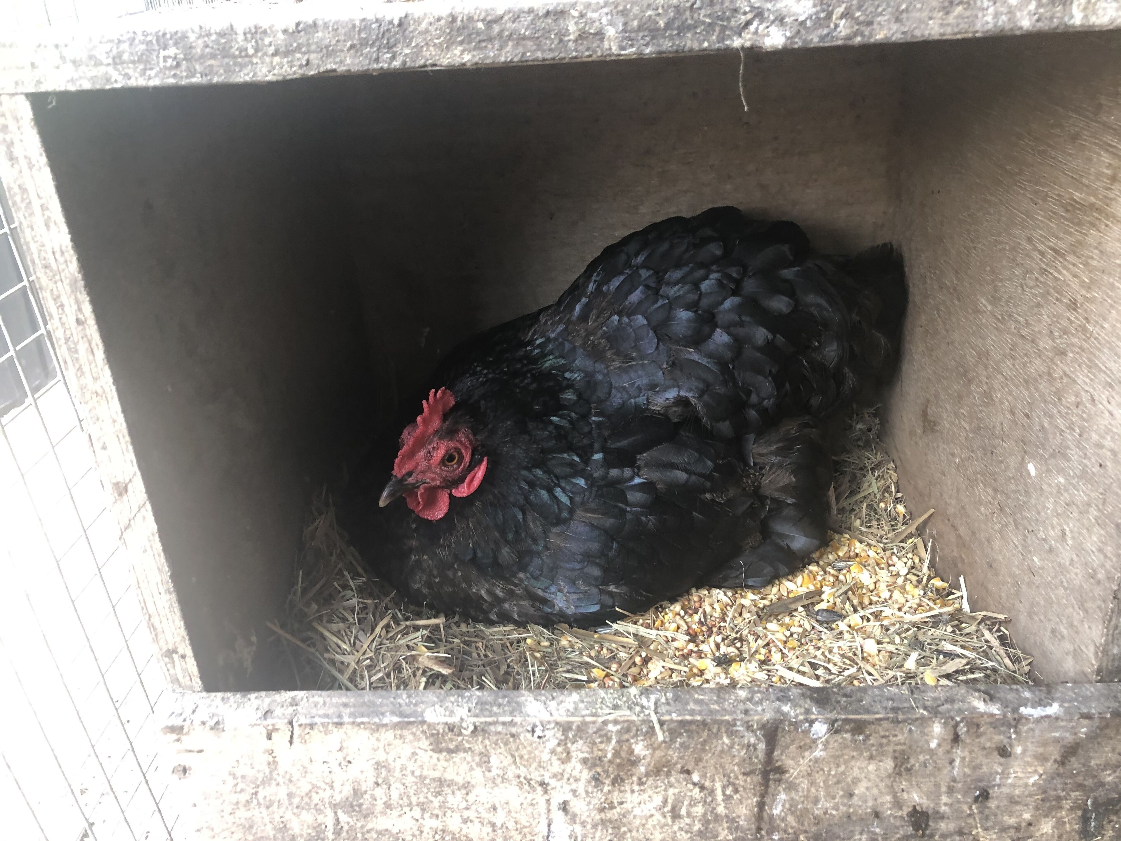 Sarah's On Greenacres